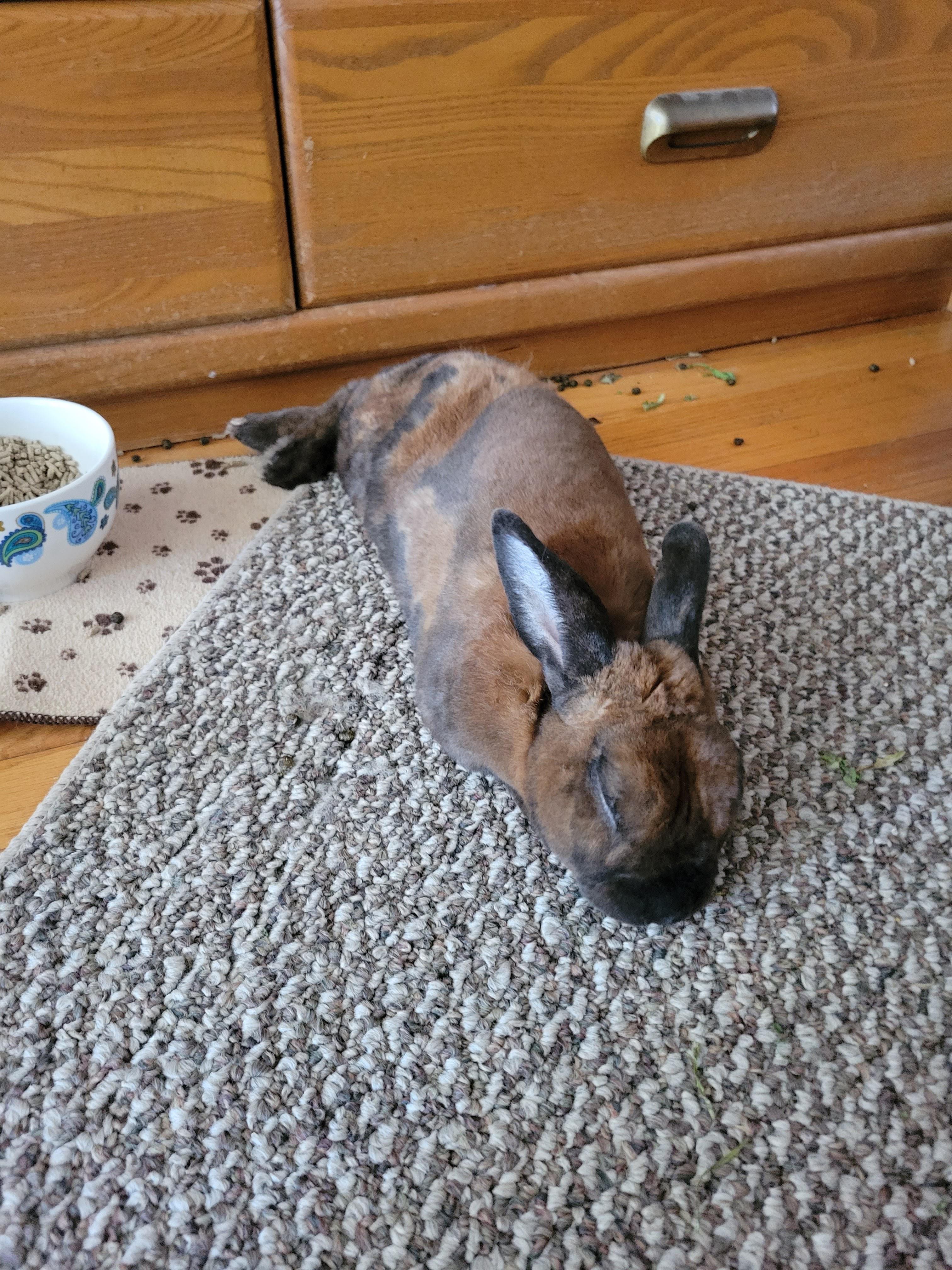 Caught with his eyes closed. r/Rabbits