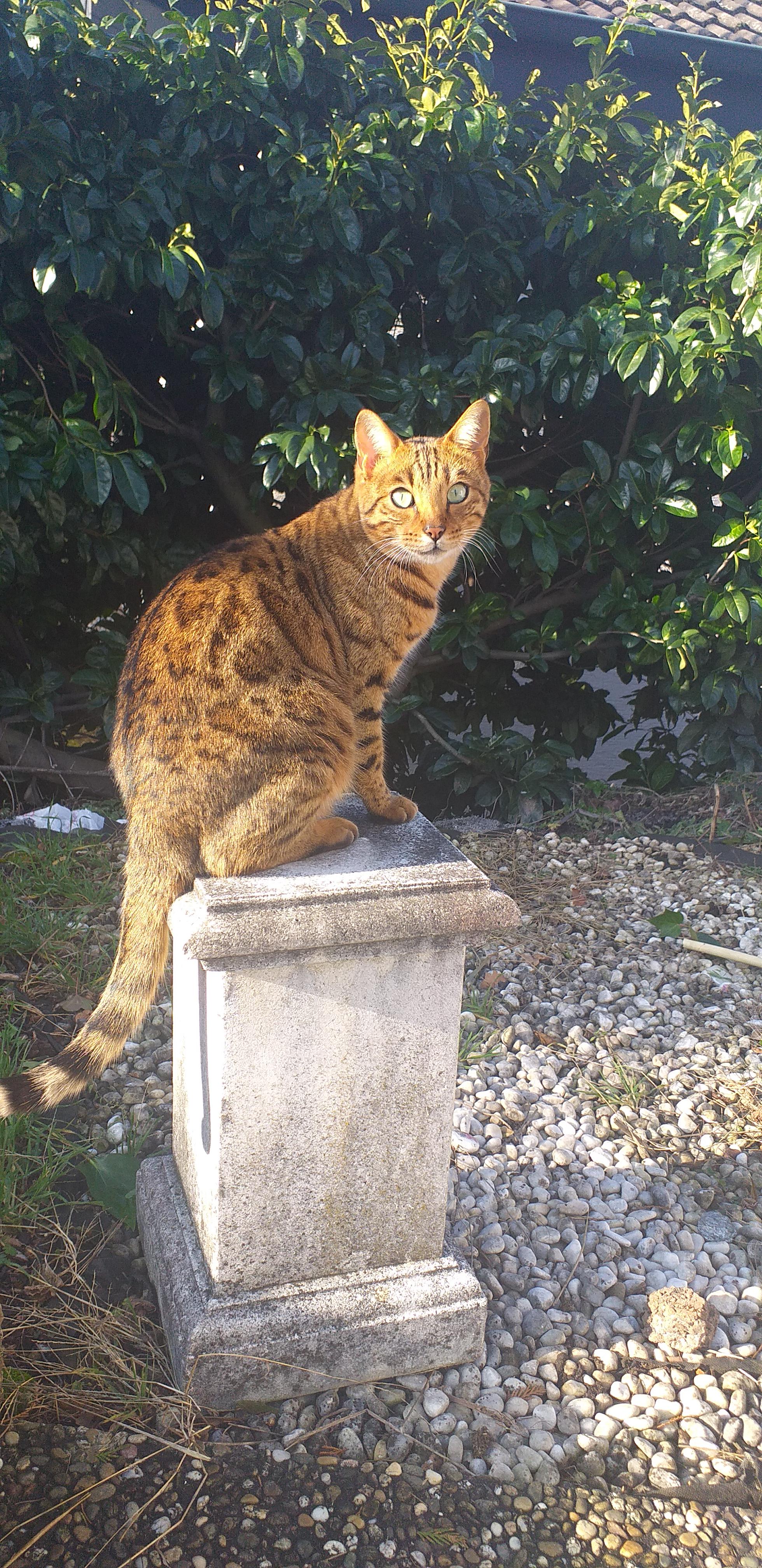 My neighbours supermodel cat acting like a statue. r/SupermodelCats