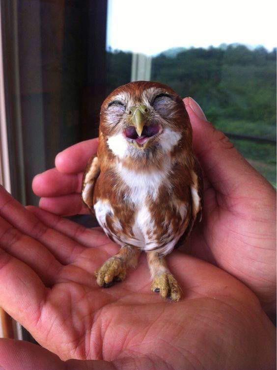 🦉 here’s a picture of happy baby owl to make your day better 🥰 aww