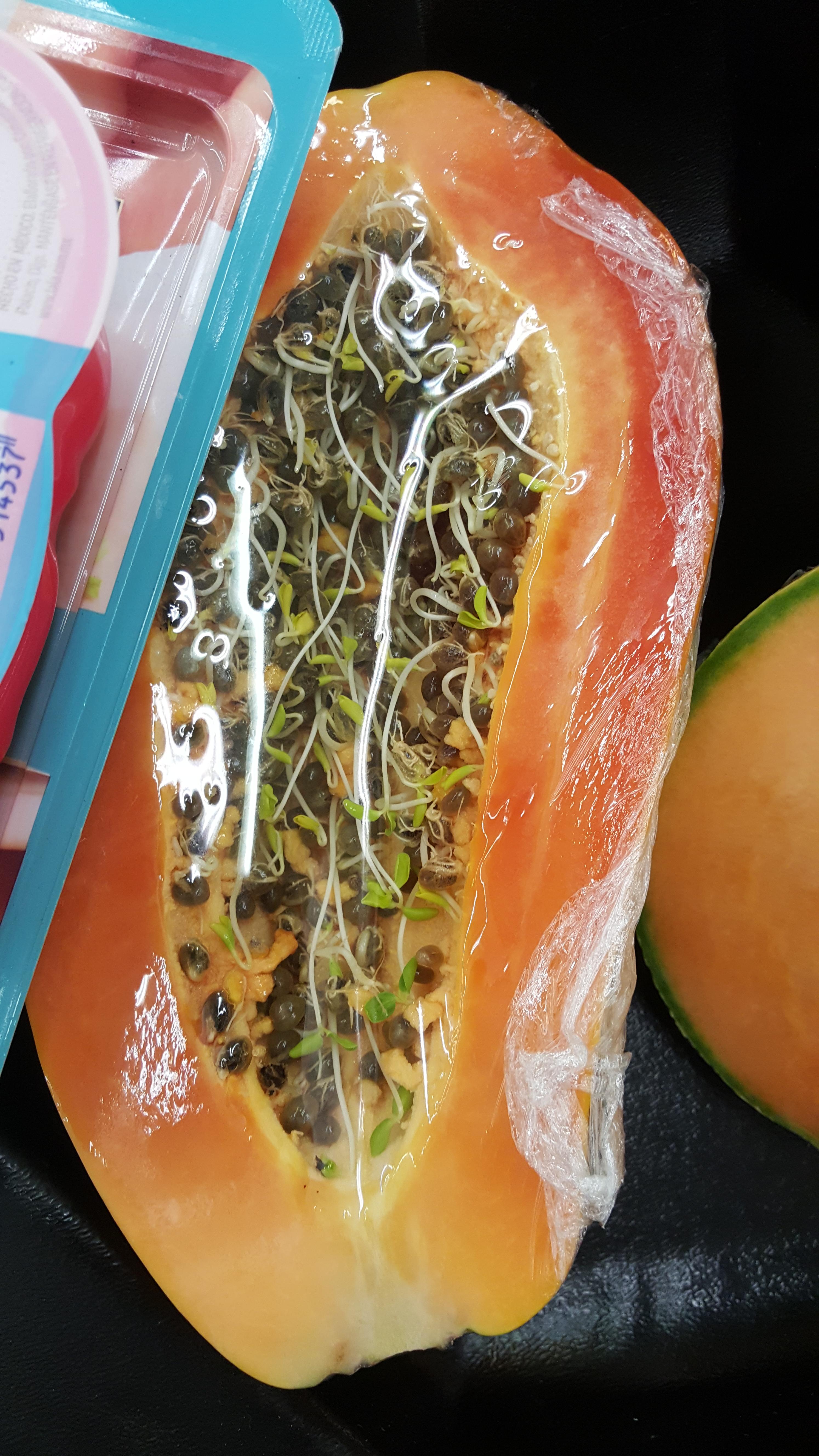 Little papaya plants growing inside a Papaya fruit r/mildlyinteresting