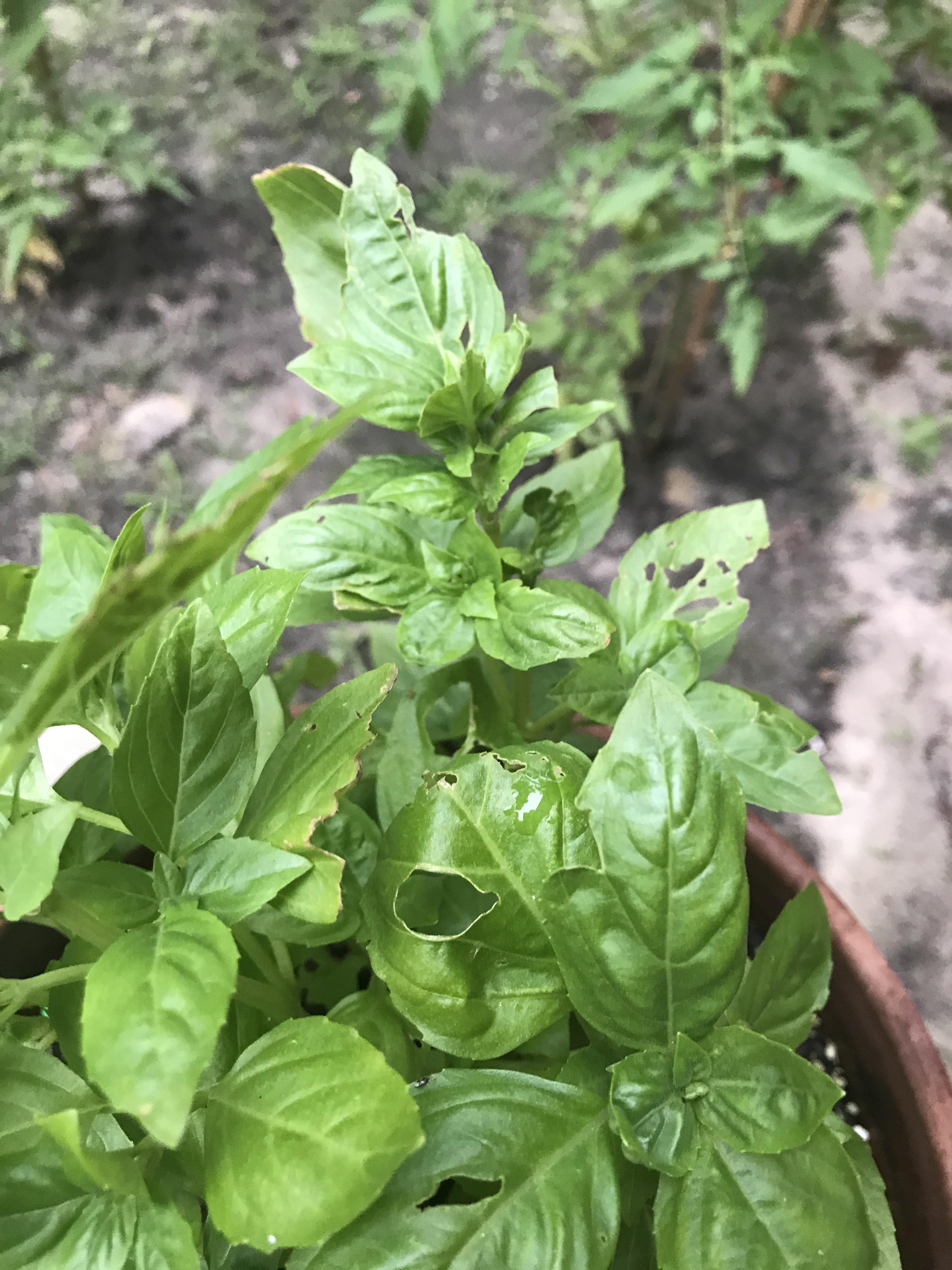 Something Is Eating My Furniture at Bryant Payne blog