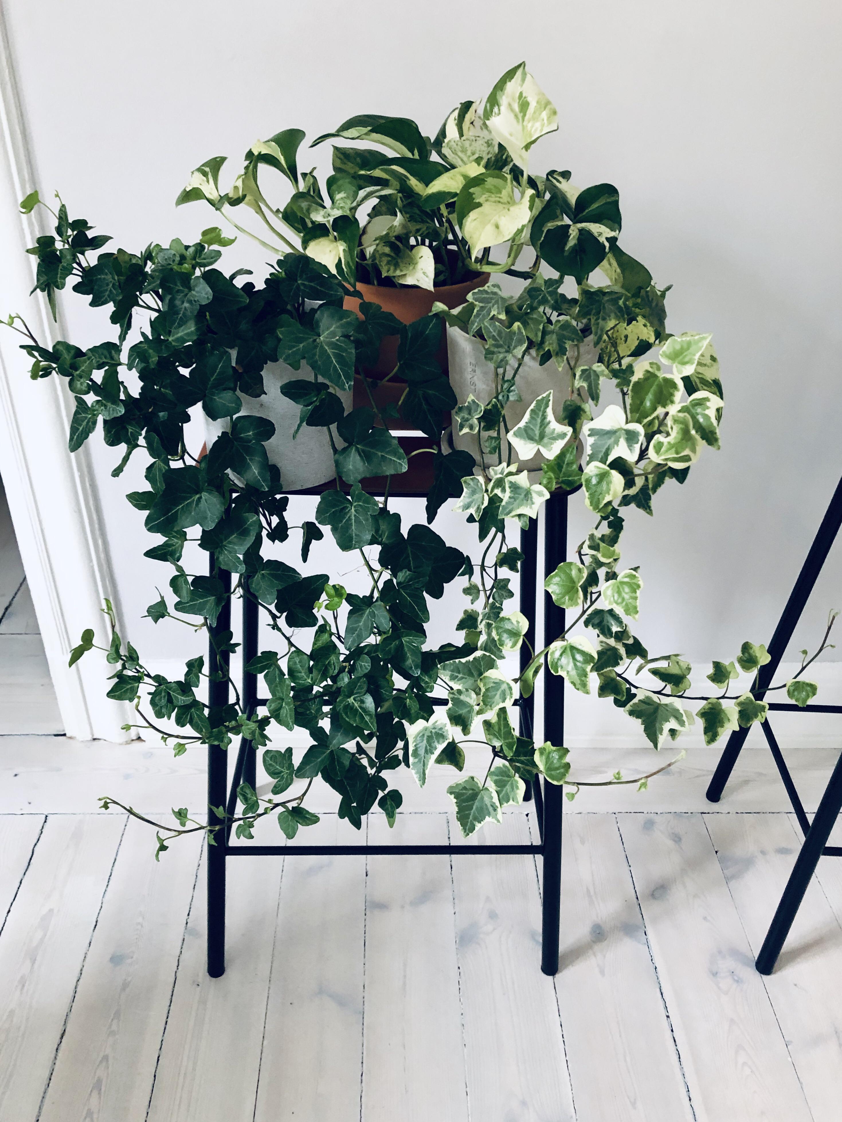 My ivies are finally thriving! (Guess you would understand my joy) r