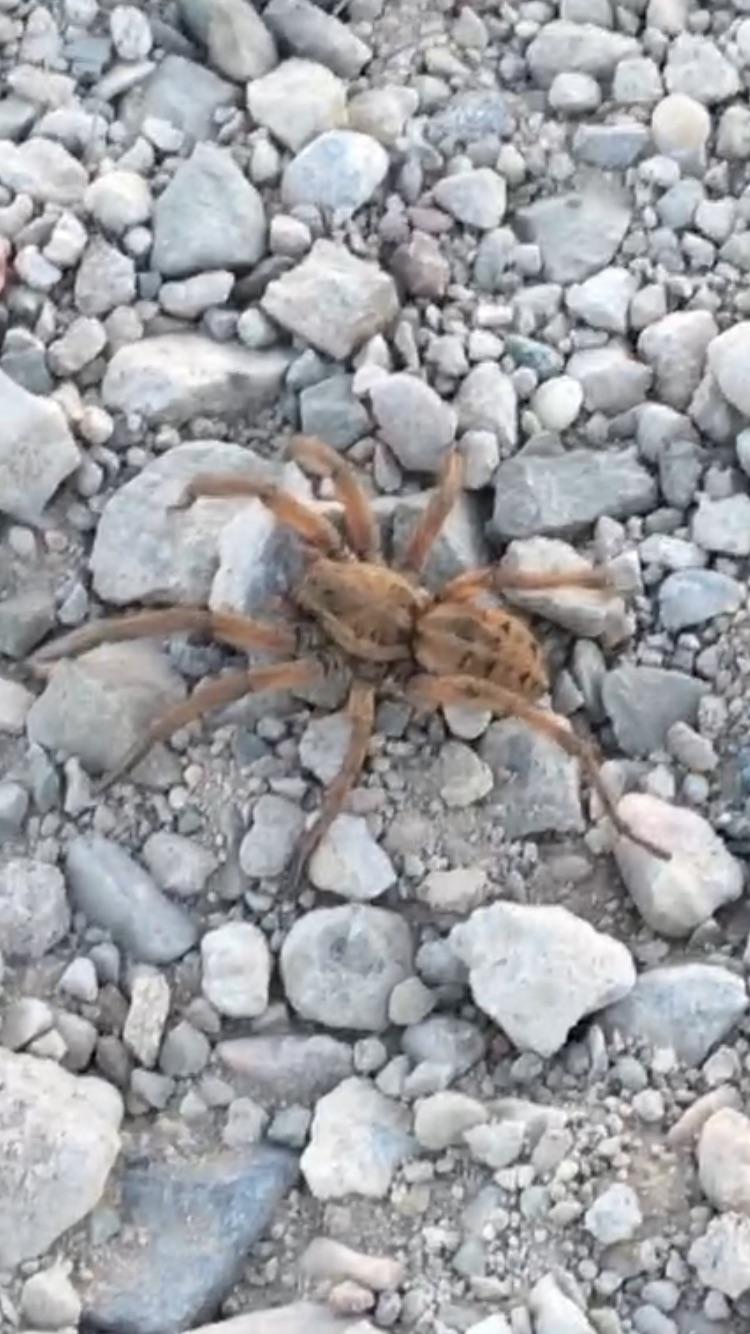 Tarantula or really large wolf spider? Ventura County California r