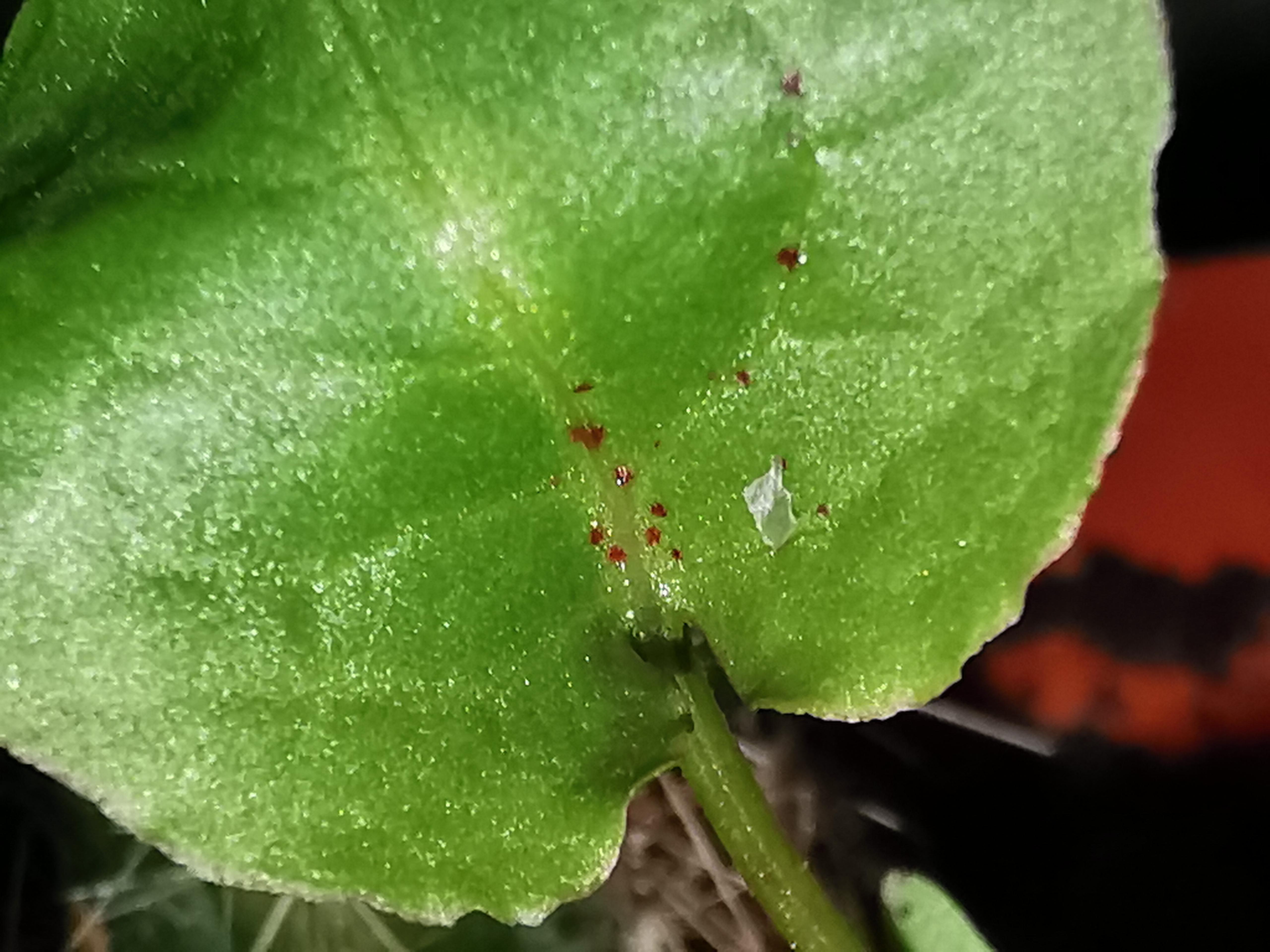 I have these tiny red dots on my leaf which has also started to appear