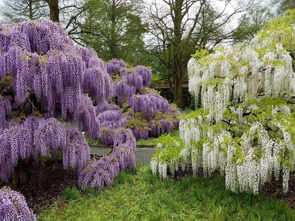 These wisteria are beautiful at longwood gardens. r/gardening