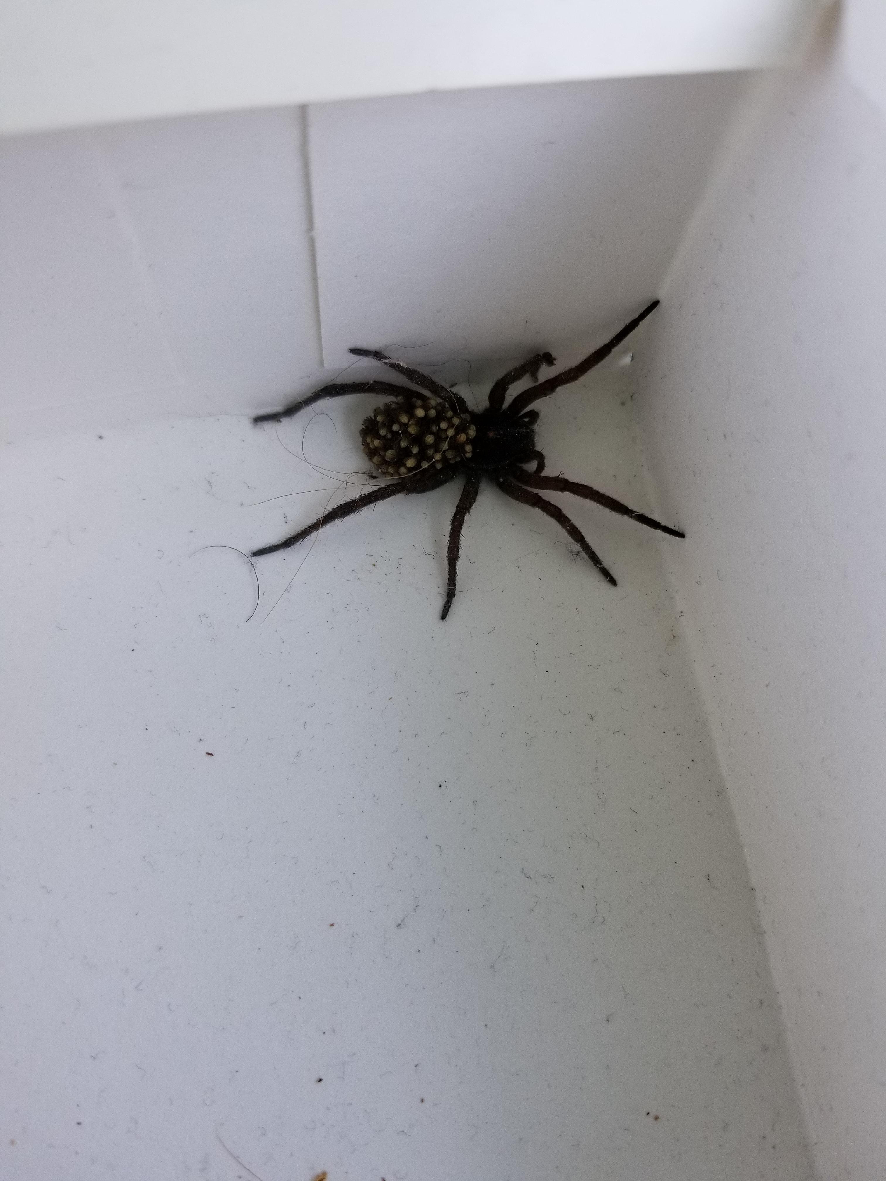 Difference Between Brown Recluse And Wolf Spider