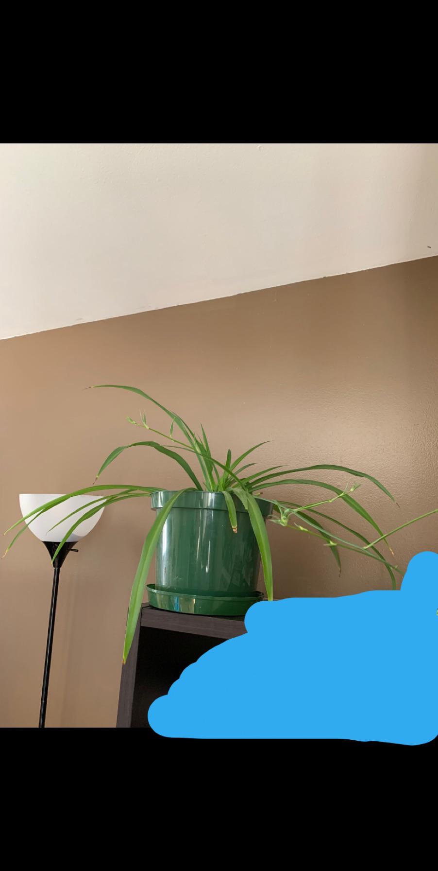 Is this pot too big for my spider plant r/plants