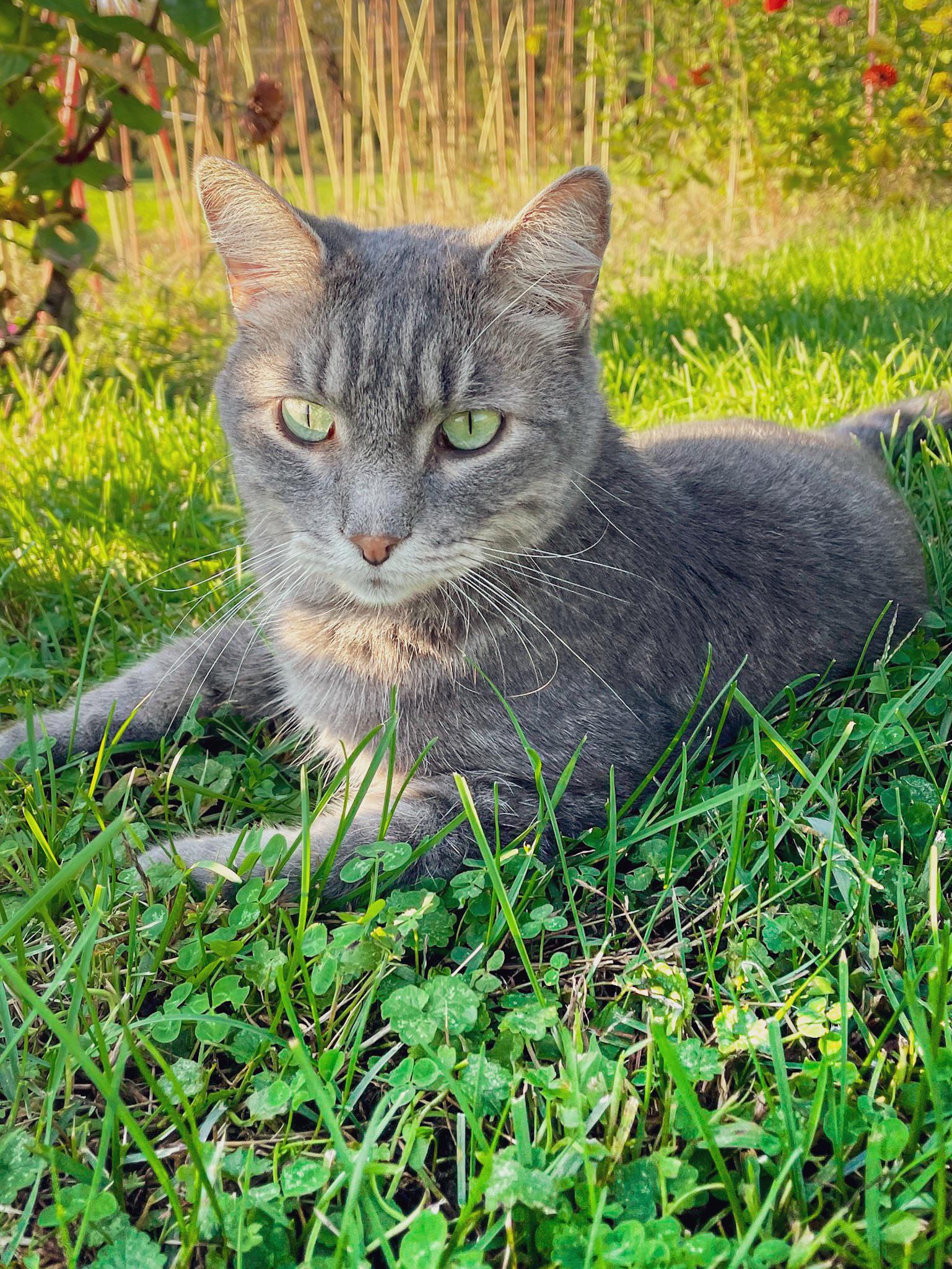 My cat sitting in clover patch r/pics