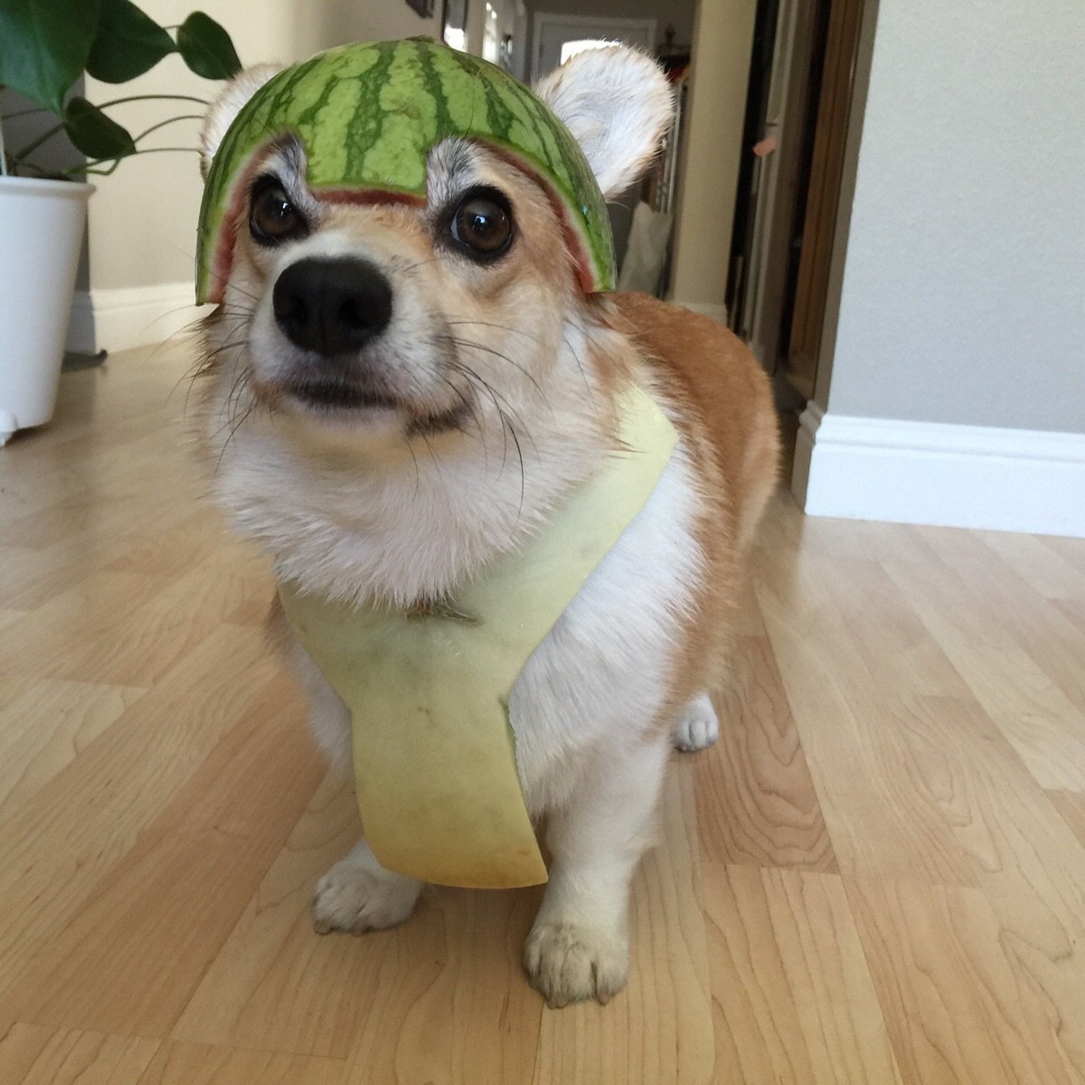 PsBattle Dog in watermelon.