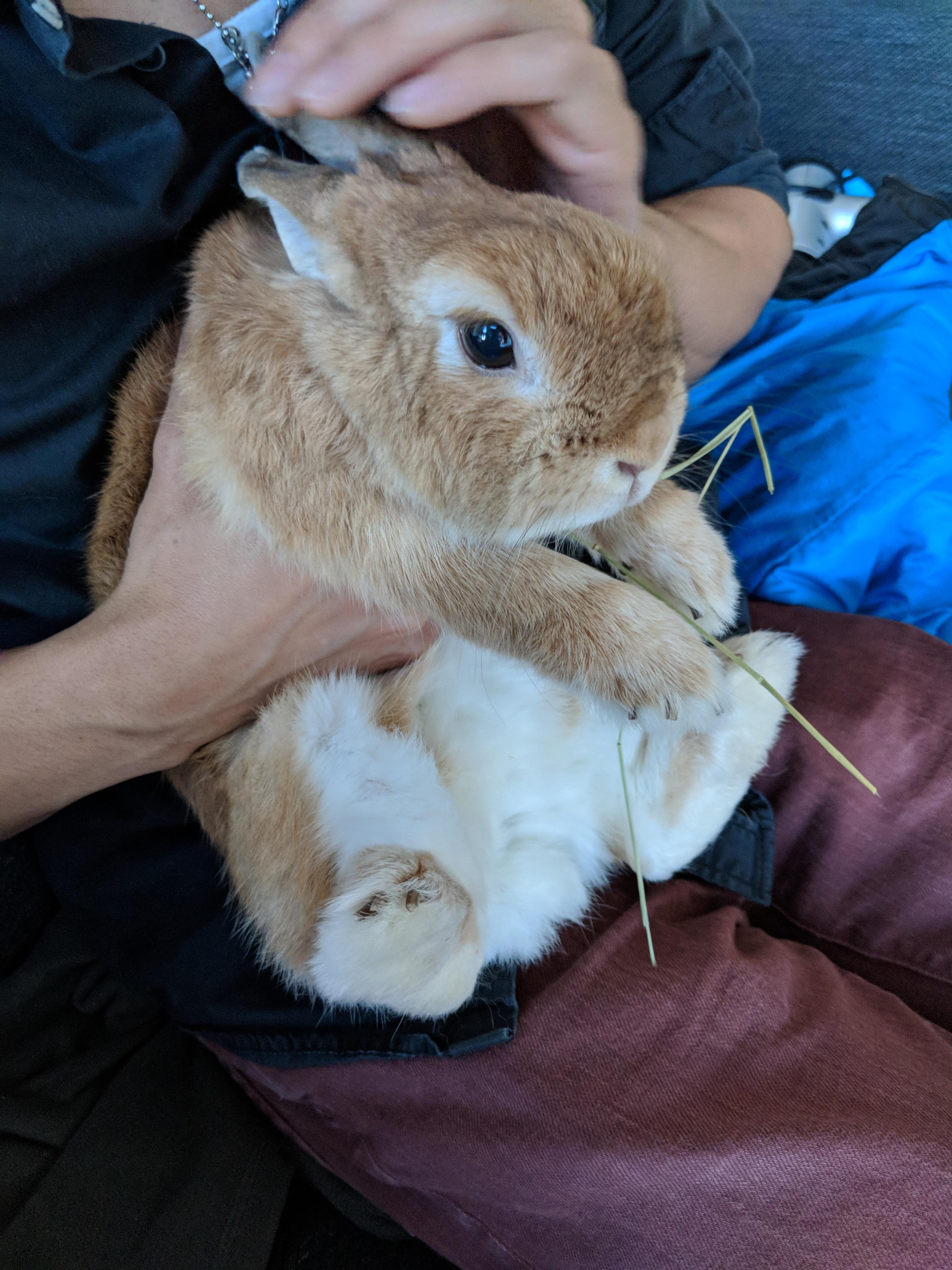 Nail trimming time. Traumatizing for all parties involved r/Rabbits