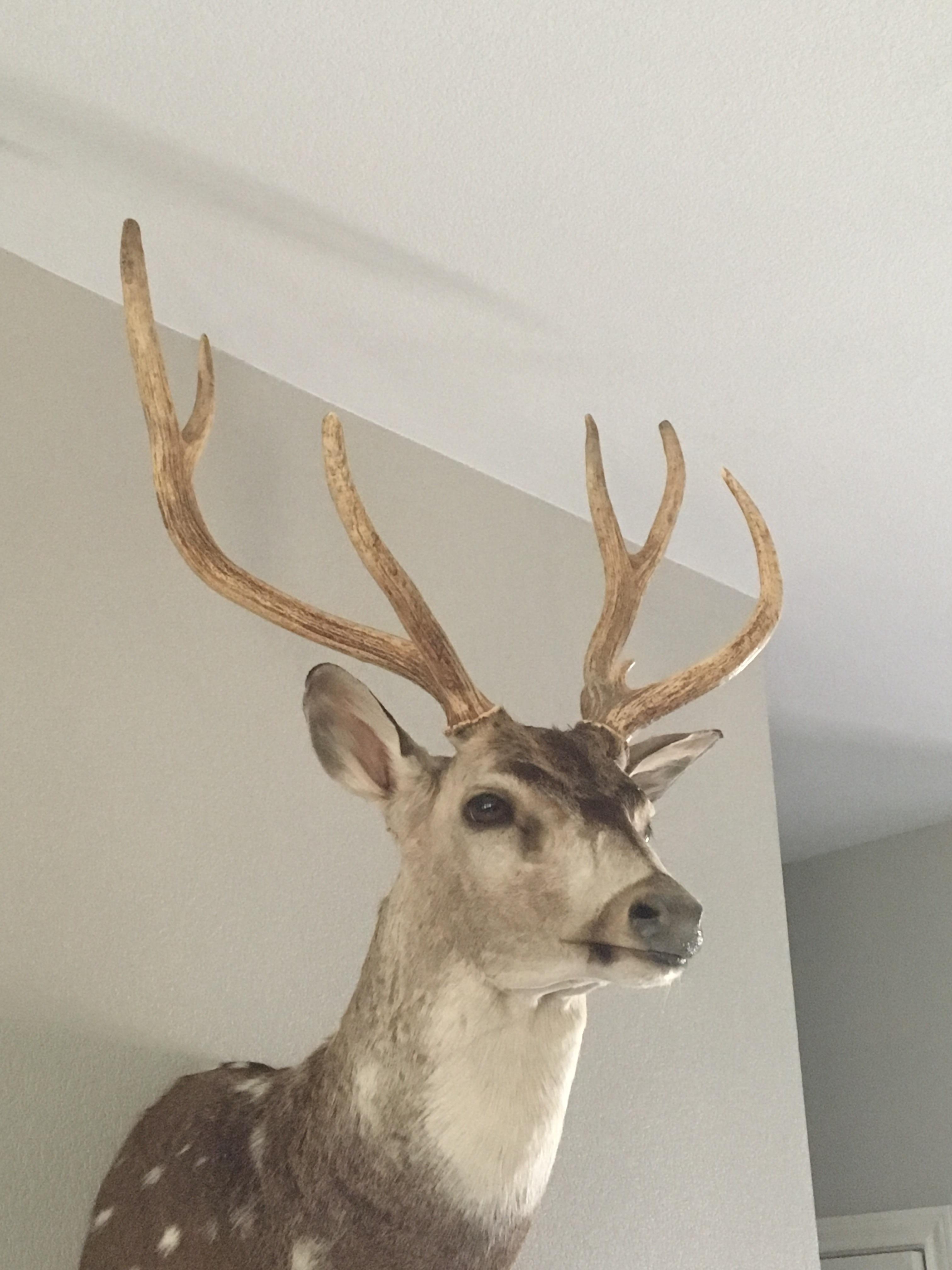 Finally got my Axis buck back! r/Hunting