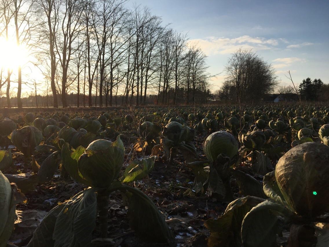 This cabbage field looks like an alien hatching site r/mildlyinteresting