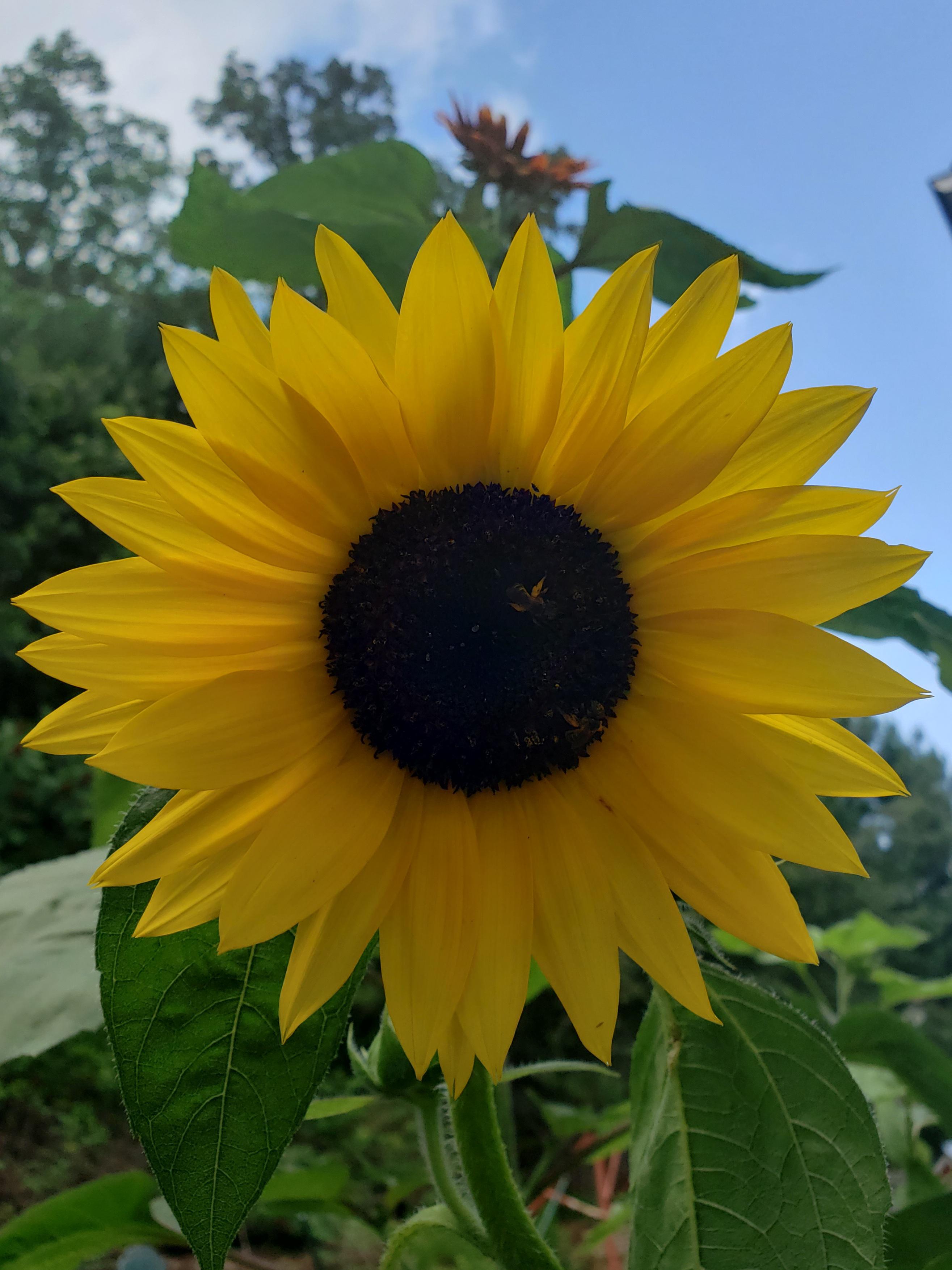Fresh Sunflower r/gardening