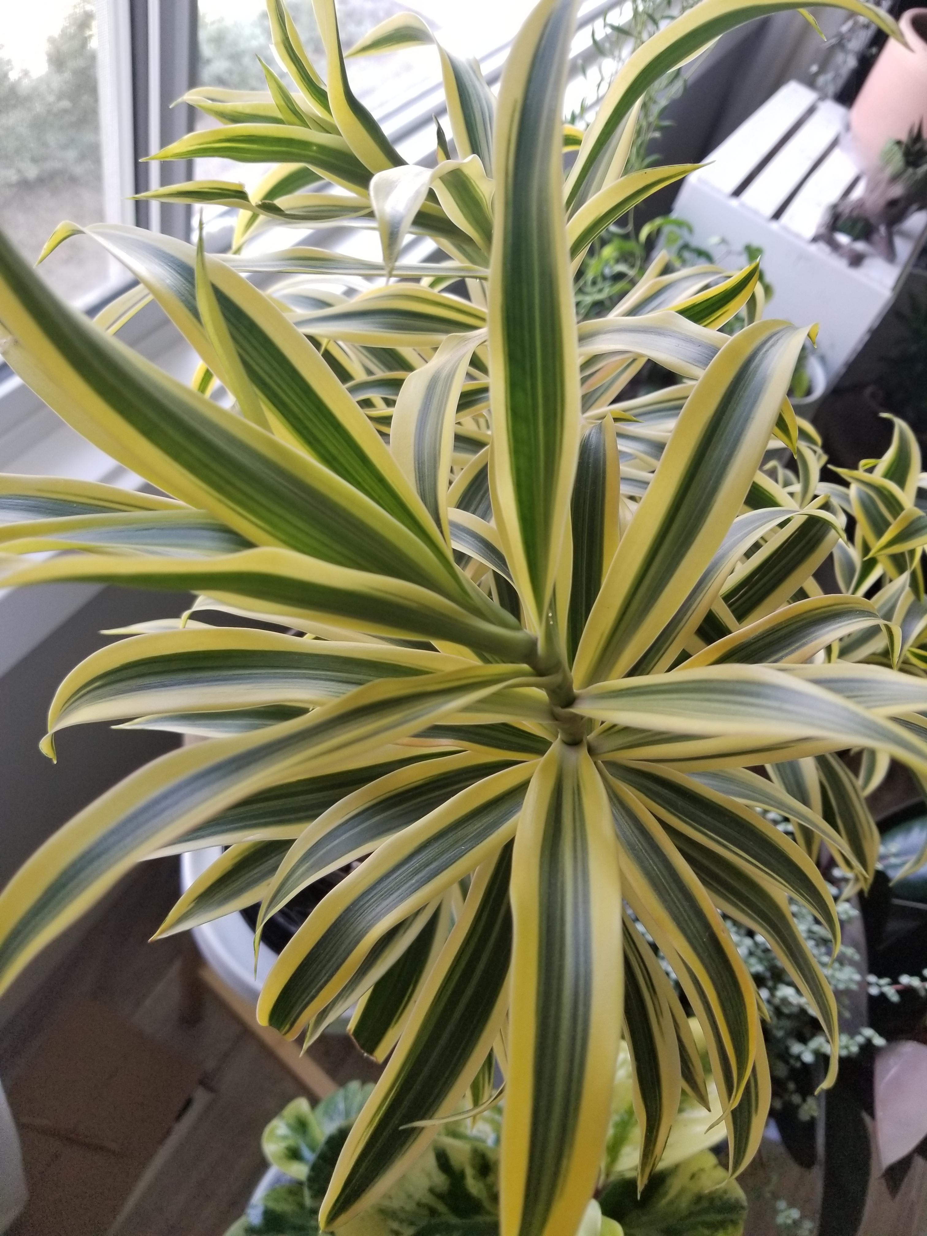 What kind of dracena is this? Thanks! : r/houseplants