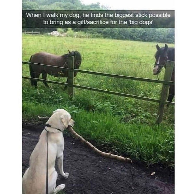 Little dog brings big dogs a big gift r/AnimalsBeingBros