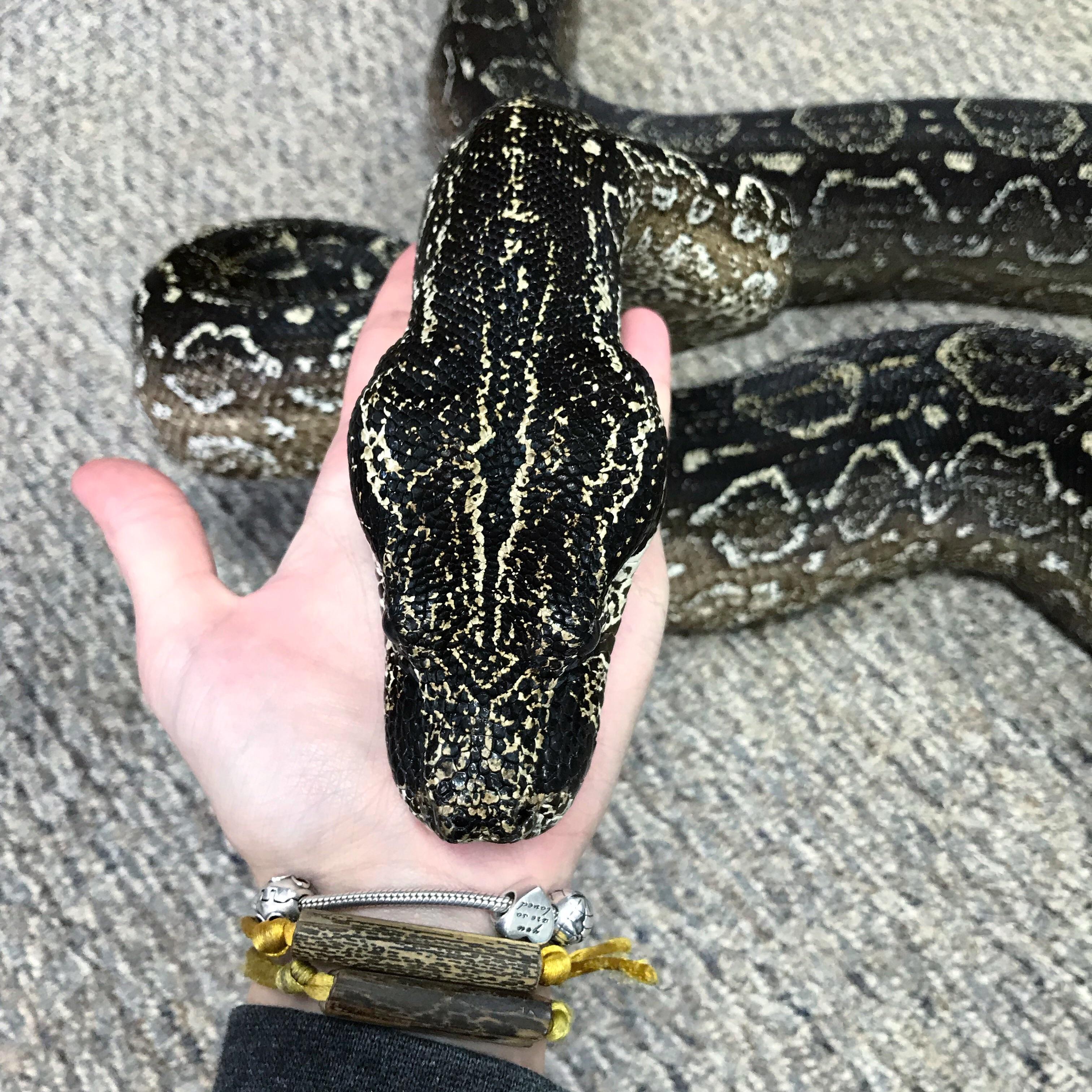 Argentine Boa (Boa constrictor occidentalis) r/snakes