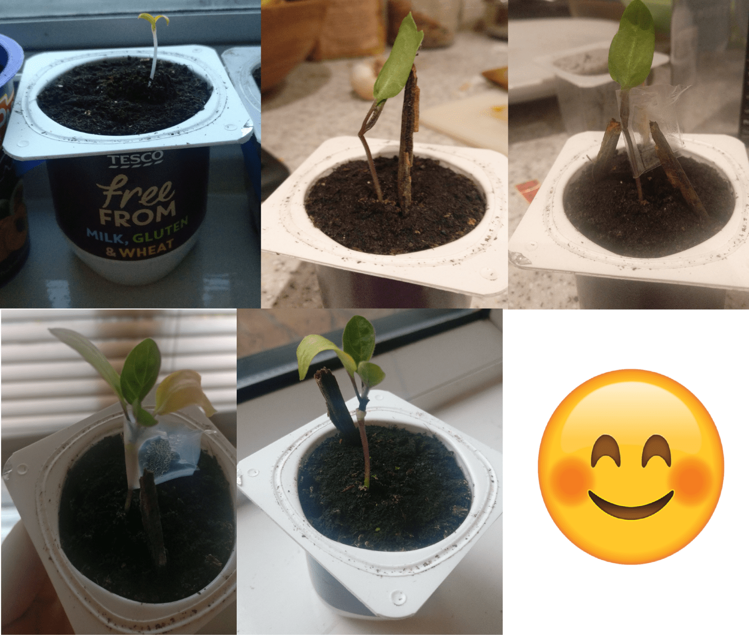 Managed to save a snapped seedling! r/gardening