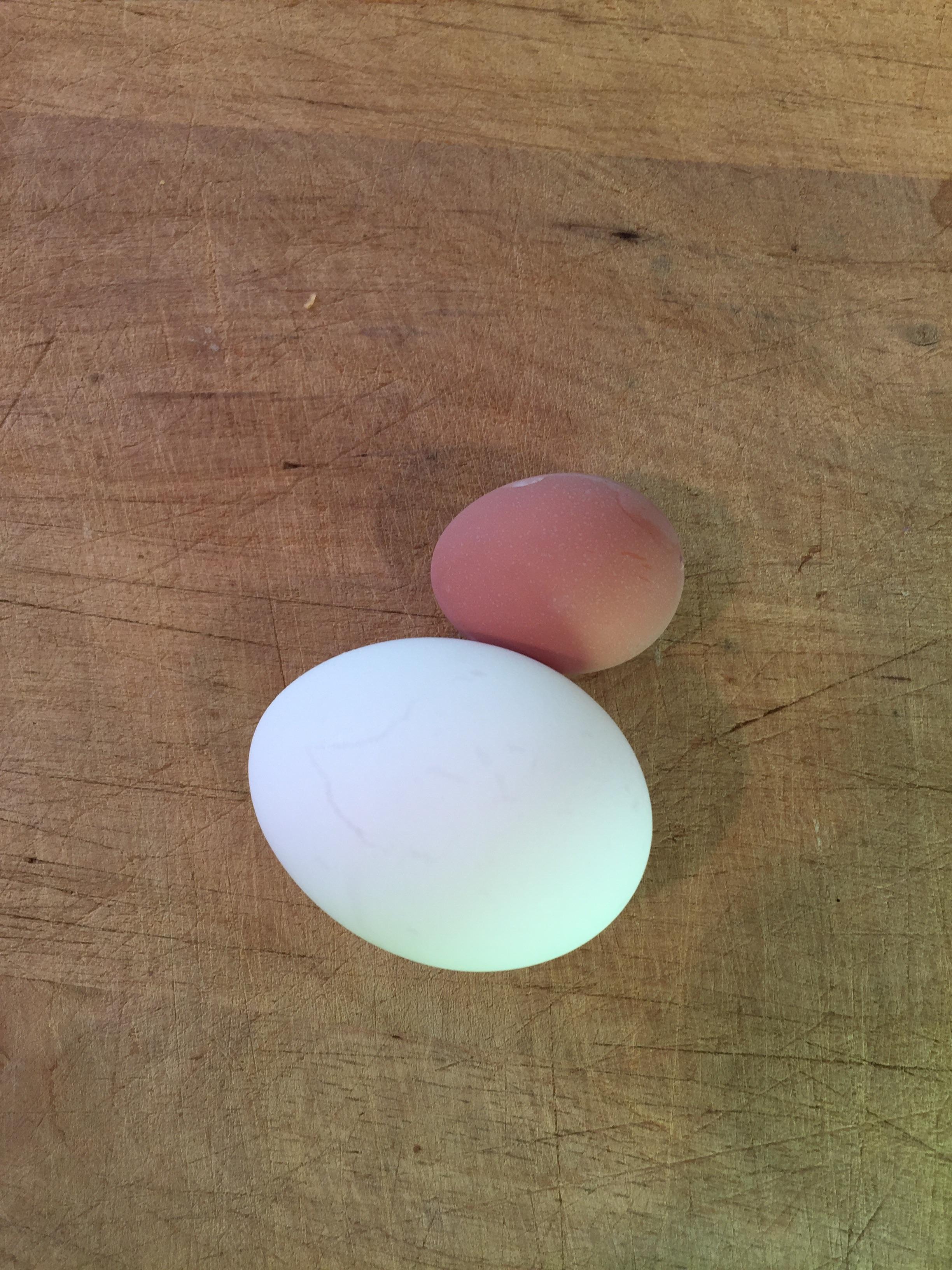 My backyard chickens (touted for large egg size) produced their first