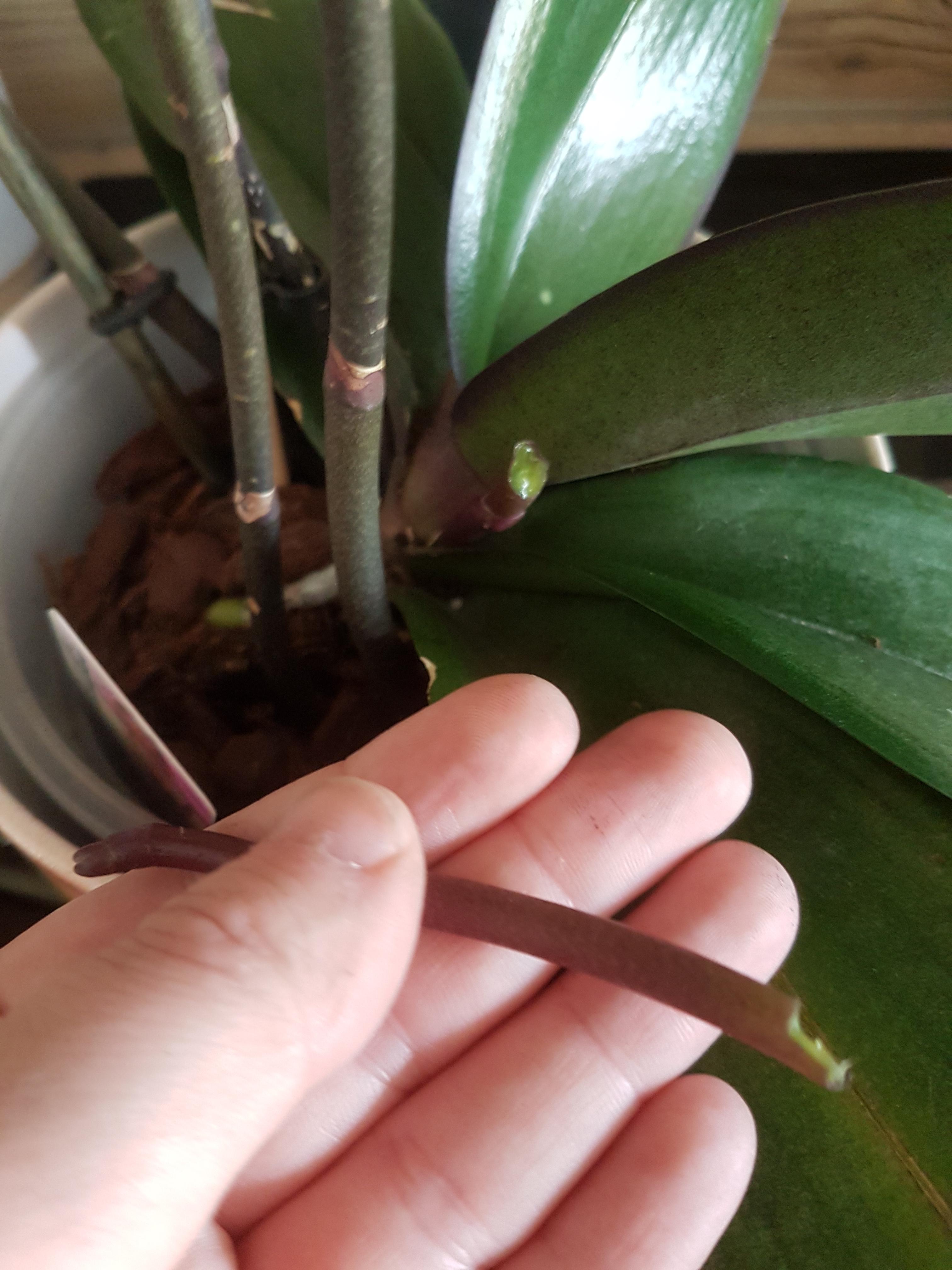I broke of the second flower spike on my orchid while trying to lead it