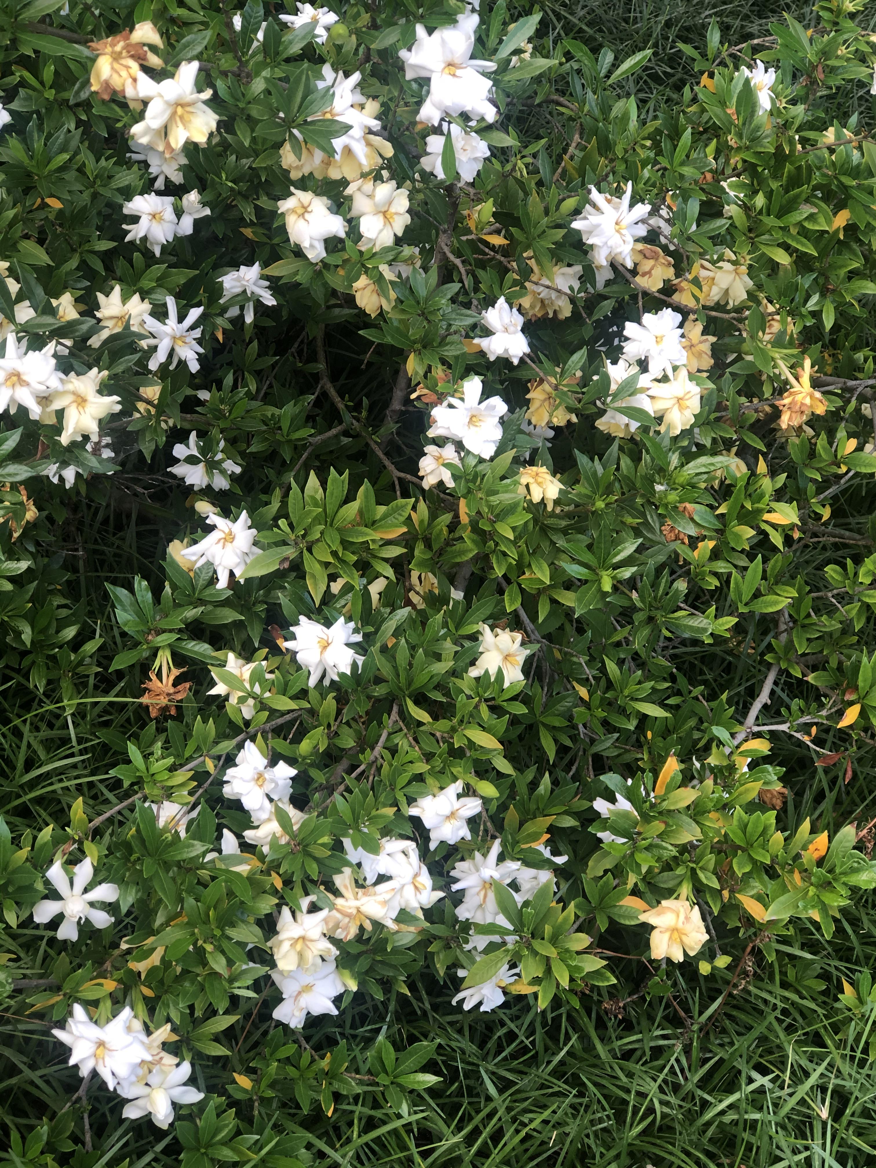 Can anyone tell me what this incredibly pleasantly fragrant plant is