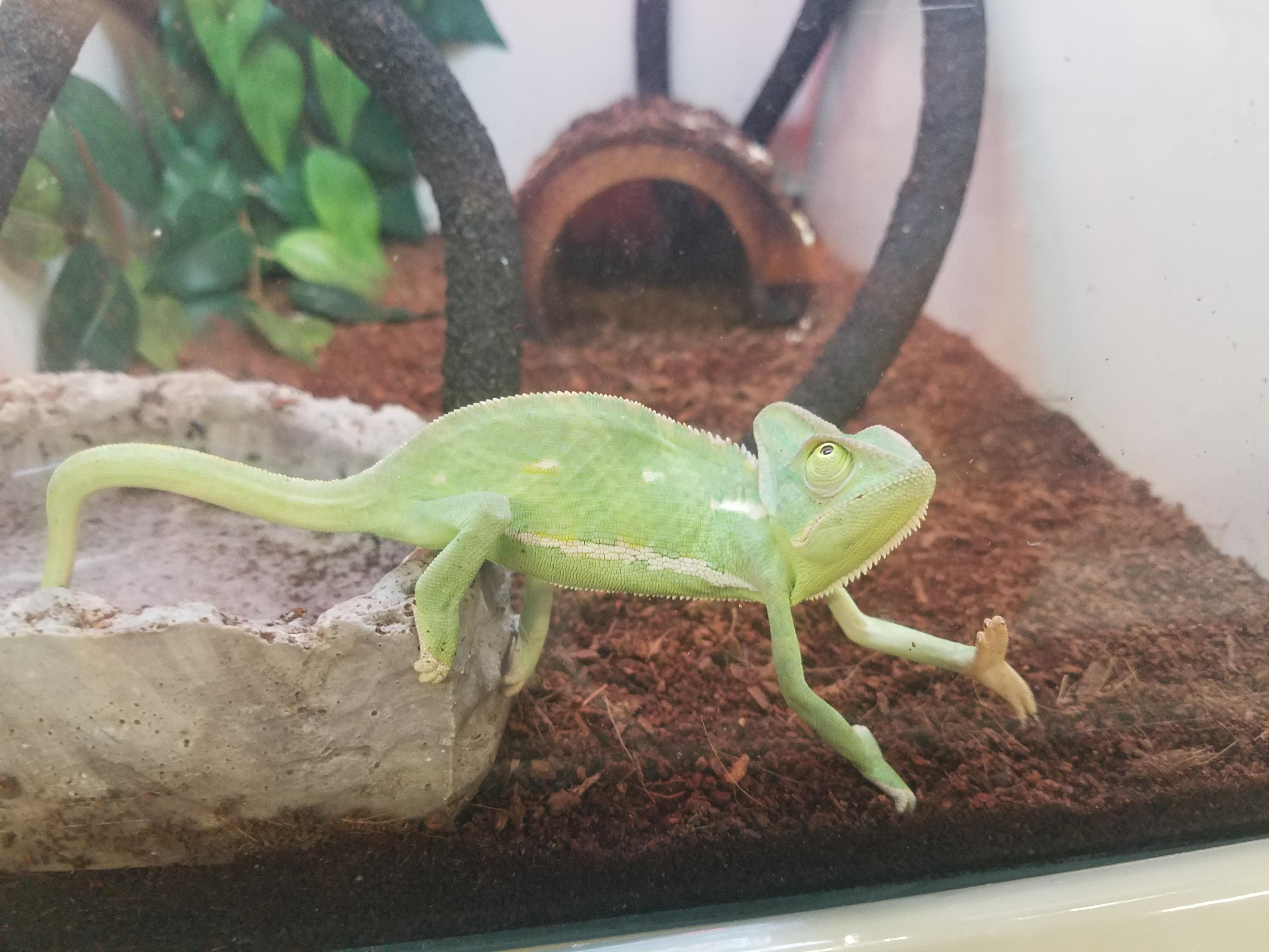 Found this guy in my local pet shop r/Chameleons