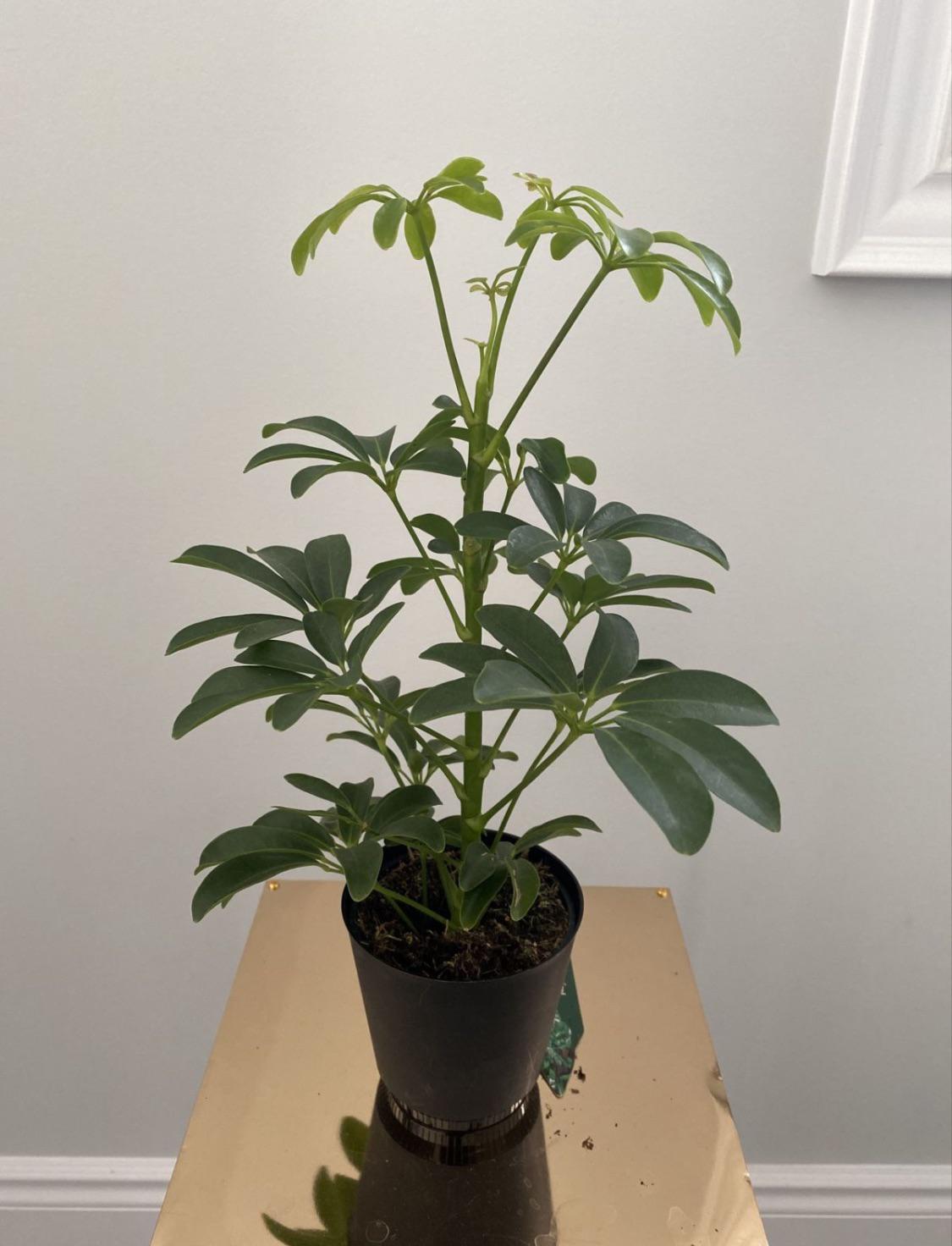 Bought this umbrella plant from Walmart, anyone know how to care for it