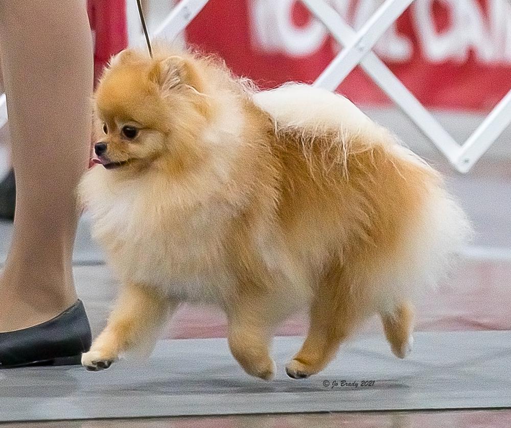 My baby at the dog show! r/Pomeranians