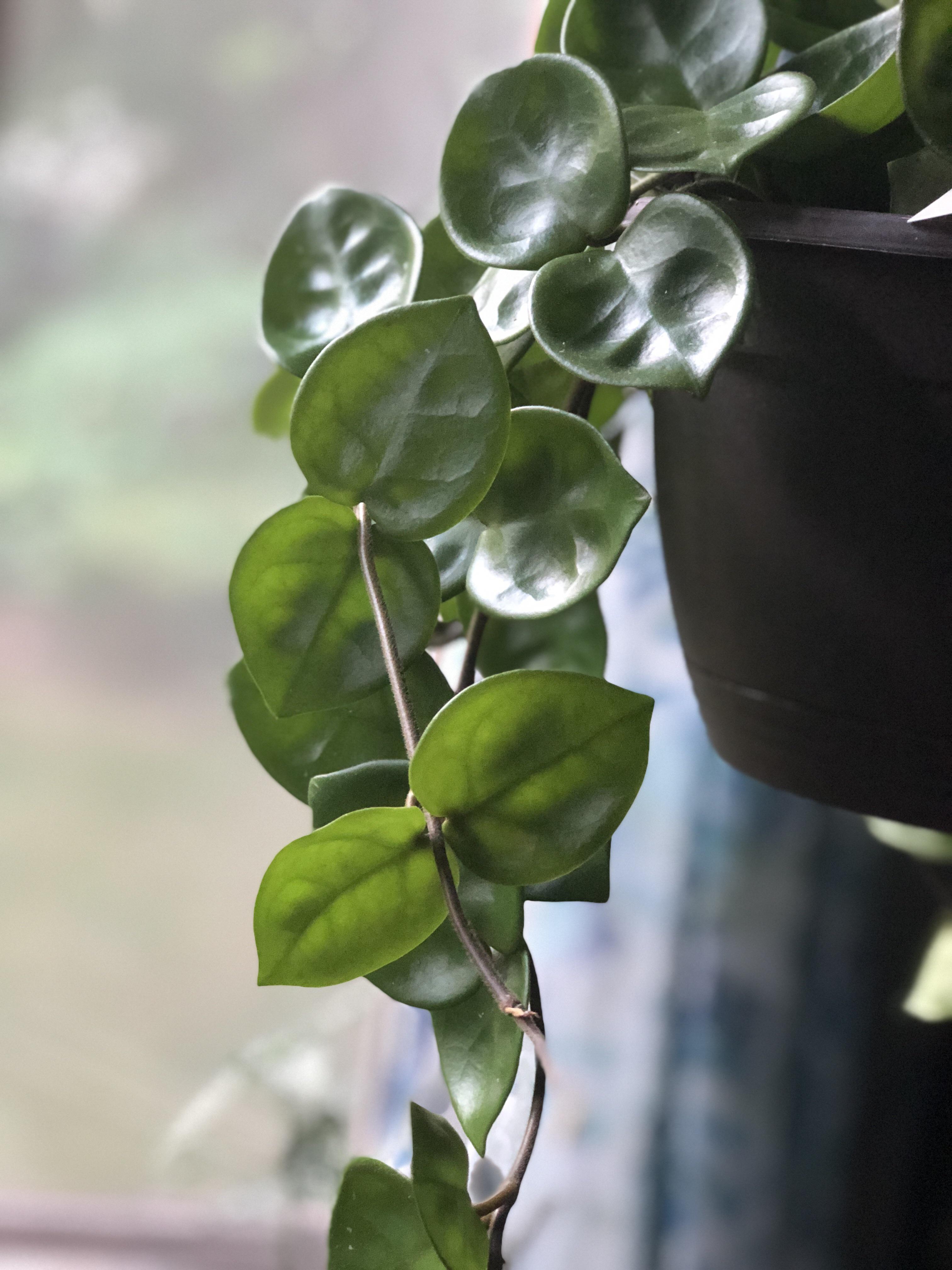 My find at Lowe’s today. Hoya Chelsea. r/houseplants