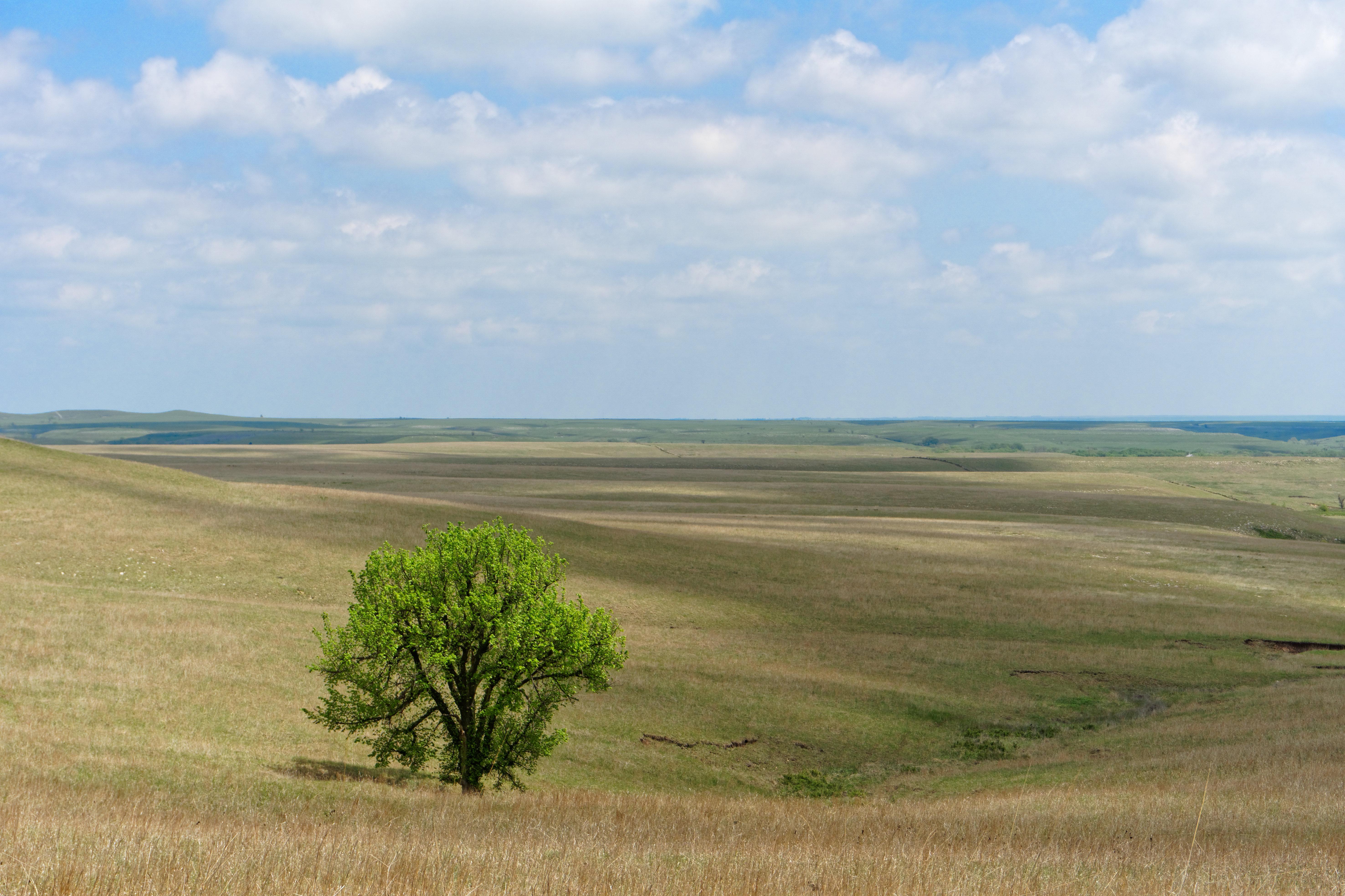 One of the last remaining areas of undisturbed prairie, Kansas [OC