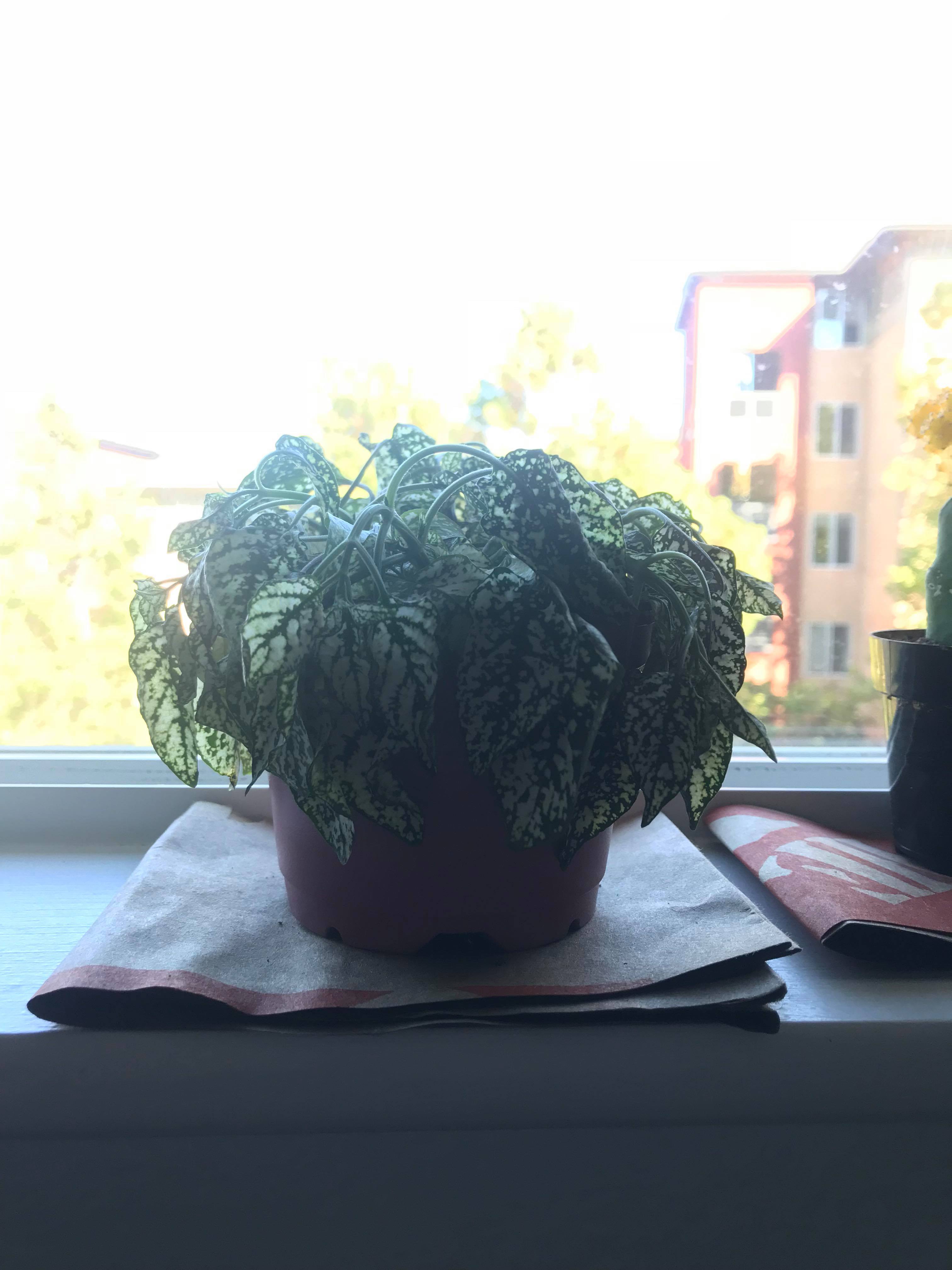 Polka dot plant started drooping two days ago. Watered it, perked back