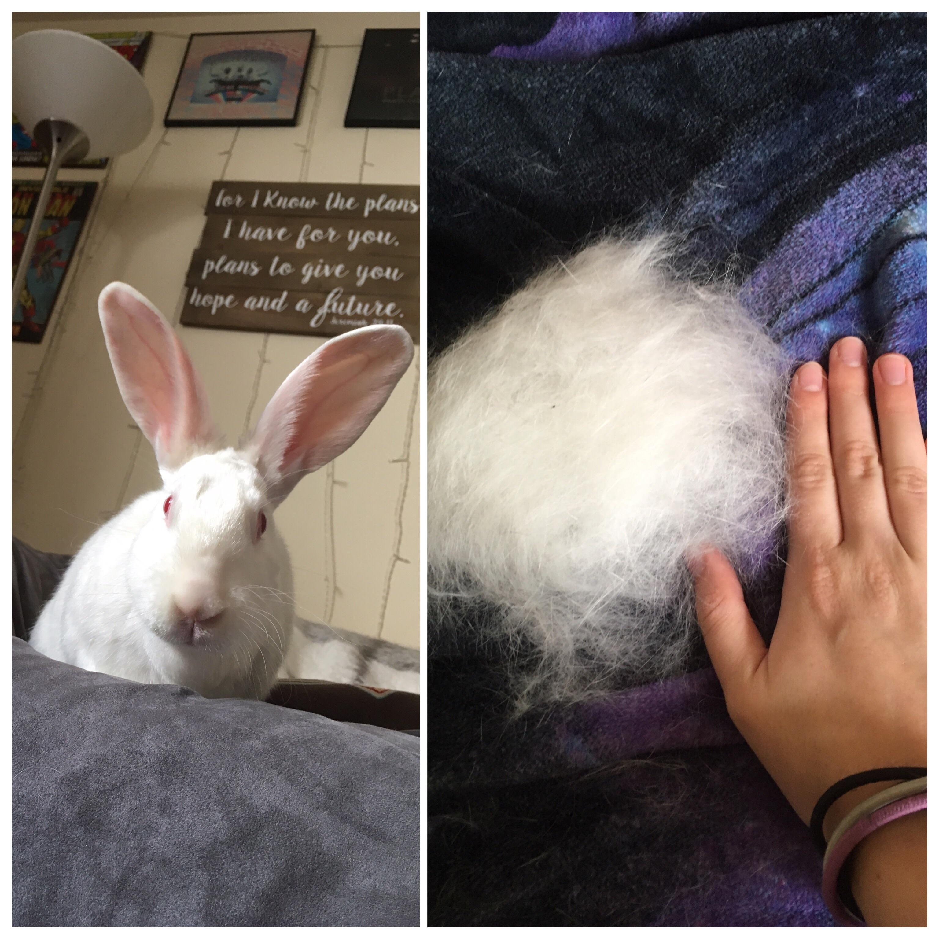 Just got some rabbit wool IRL. I used to not understand how rabbits