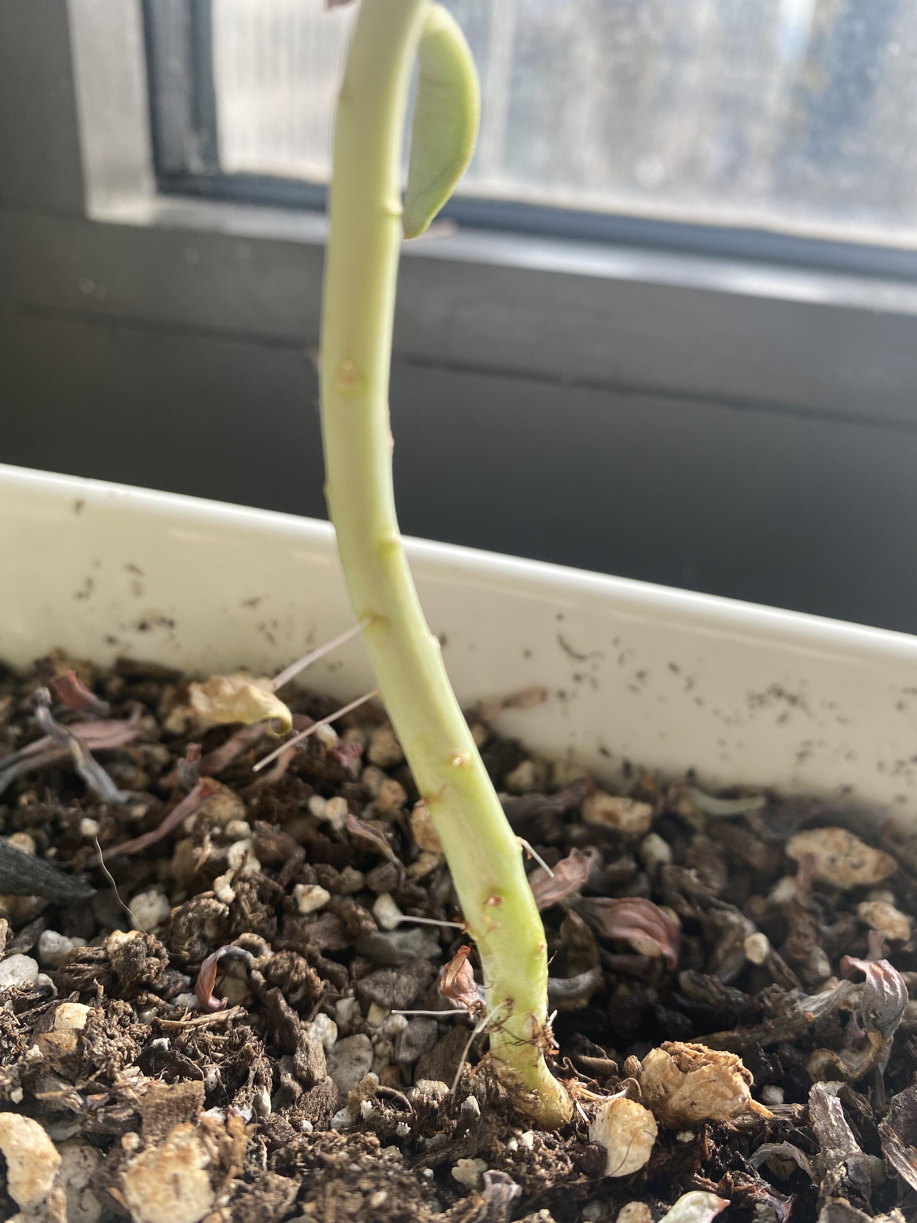 What are these white things growing? What is my plant trying to tell me