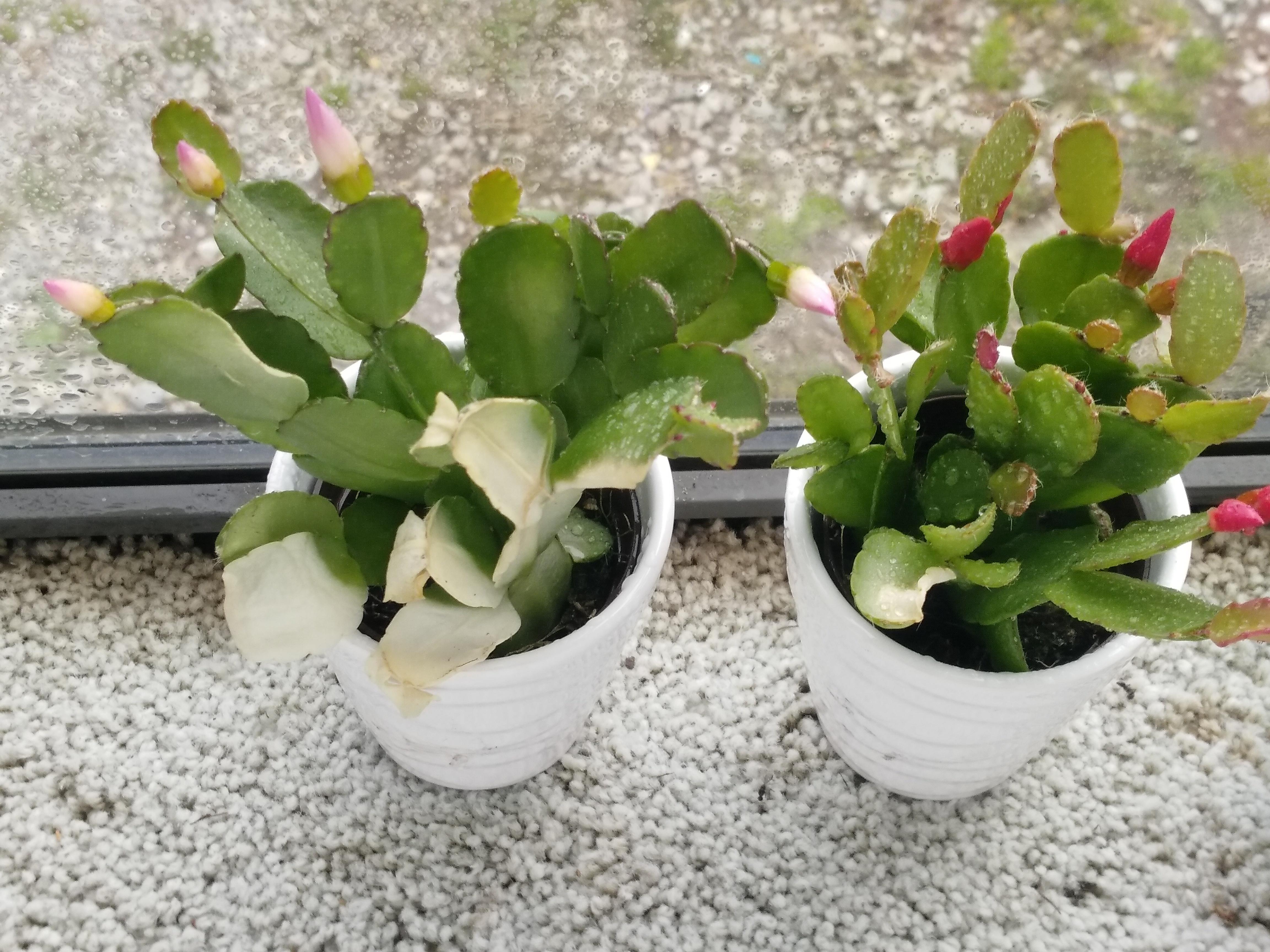 Why is my plant turning white? r/gardening