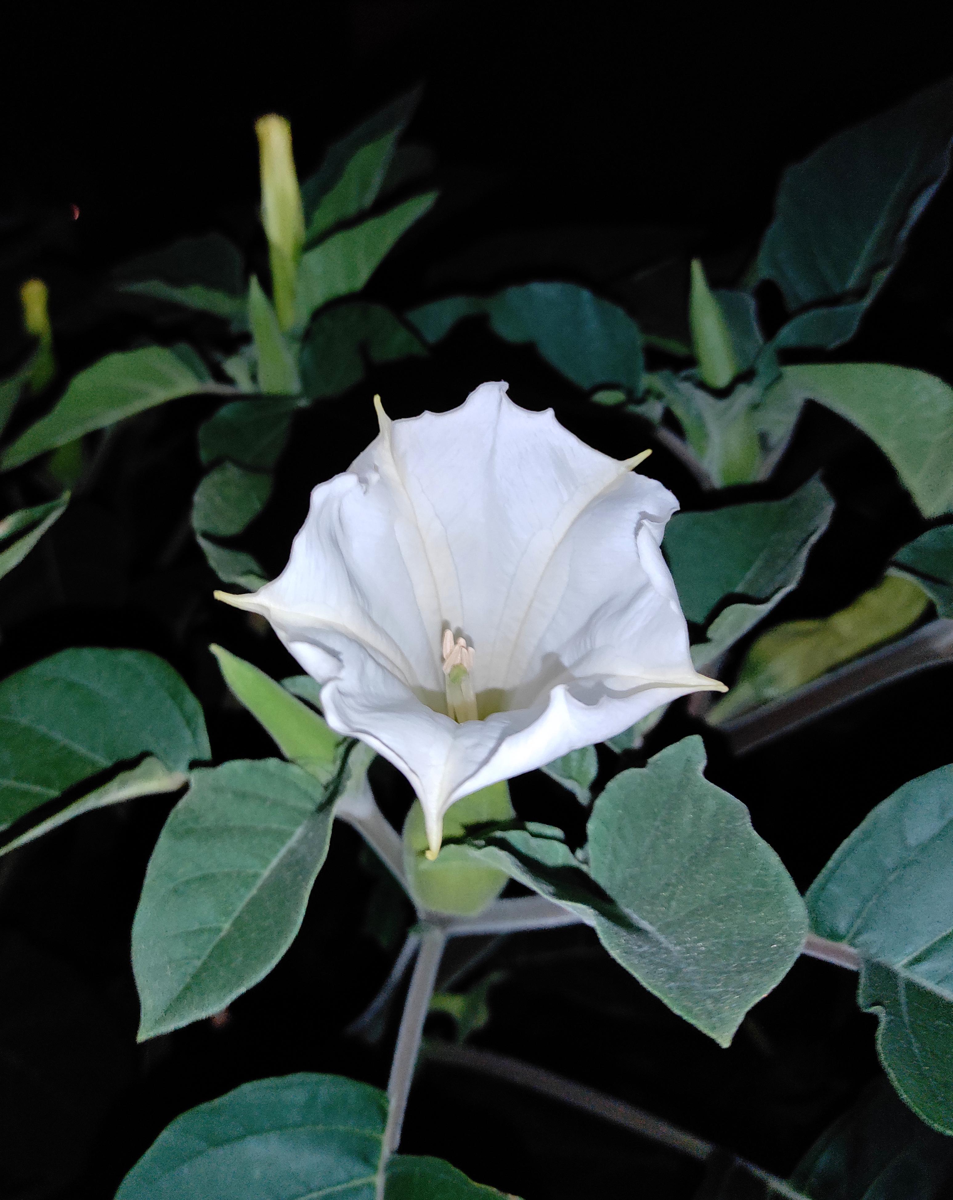 My Datura Inoxia bloomed tonight and i finally witnessed it :) : r/Datura
