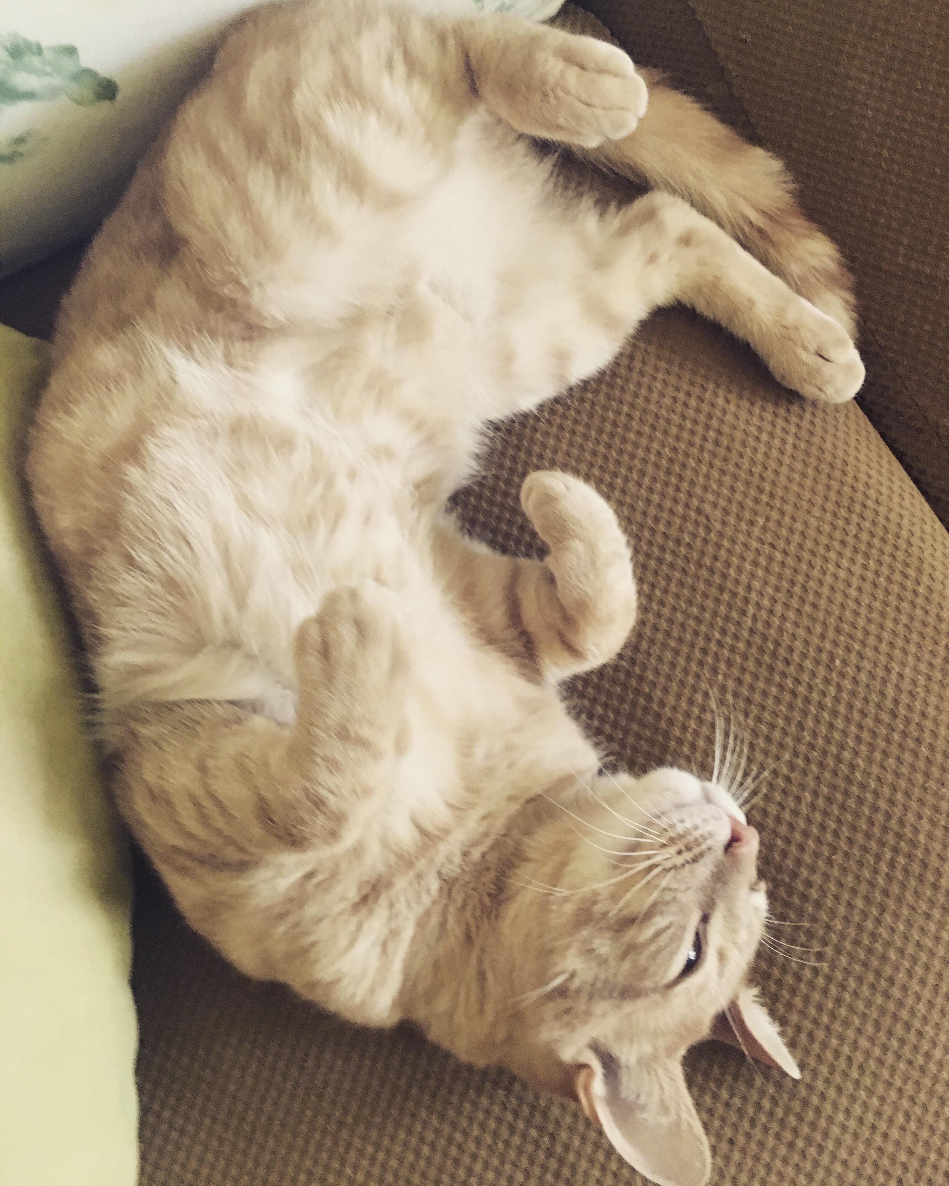 Cinnamon likes belly rubs r/cats