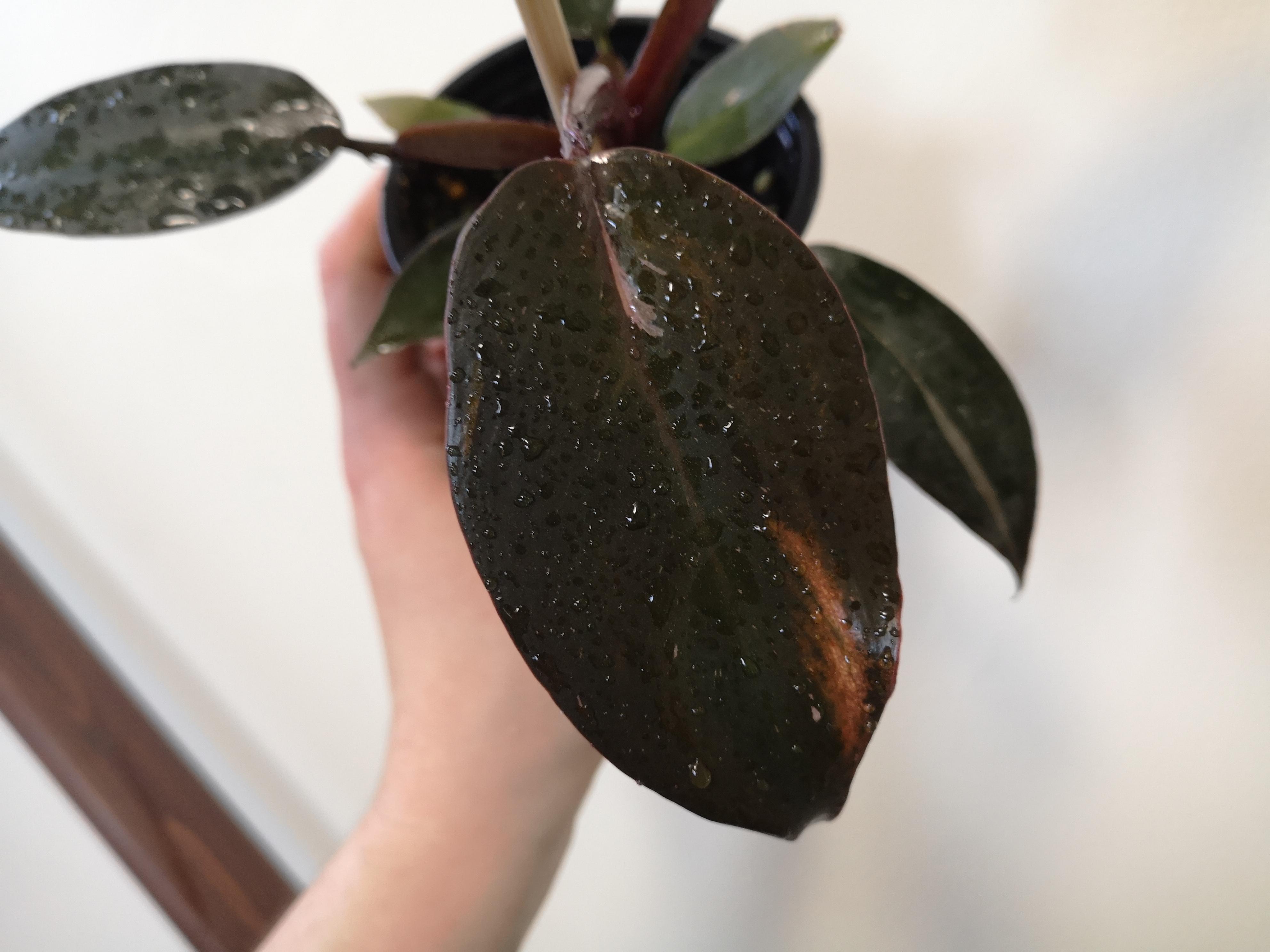 My pink princess Philodendron has this thin spot on her new leaf that's