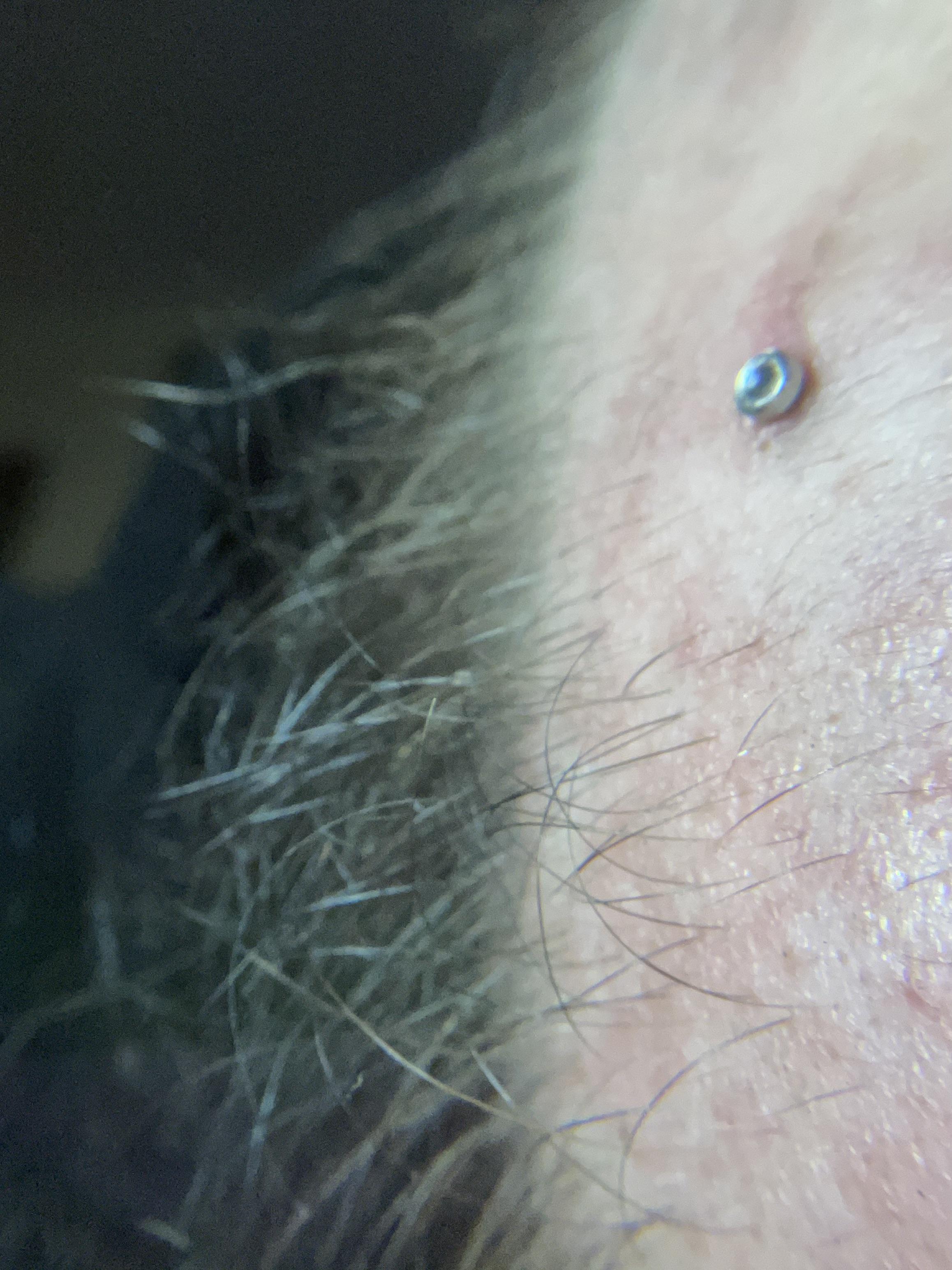 Is my dermal rejecting? r/piercing