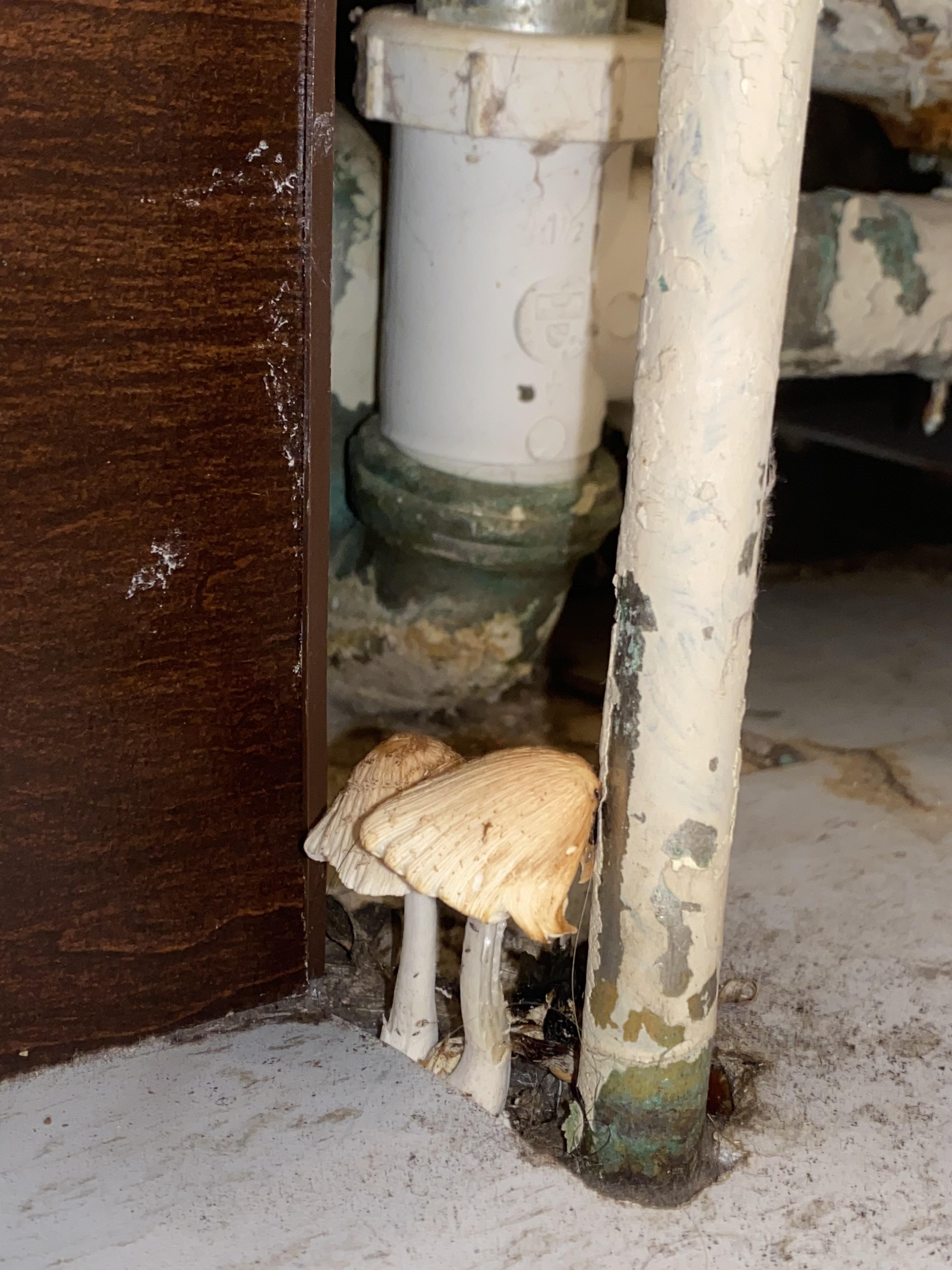 (MN) theres mushrooms growing in my bathroom under the tub what do i do