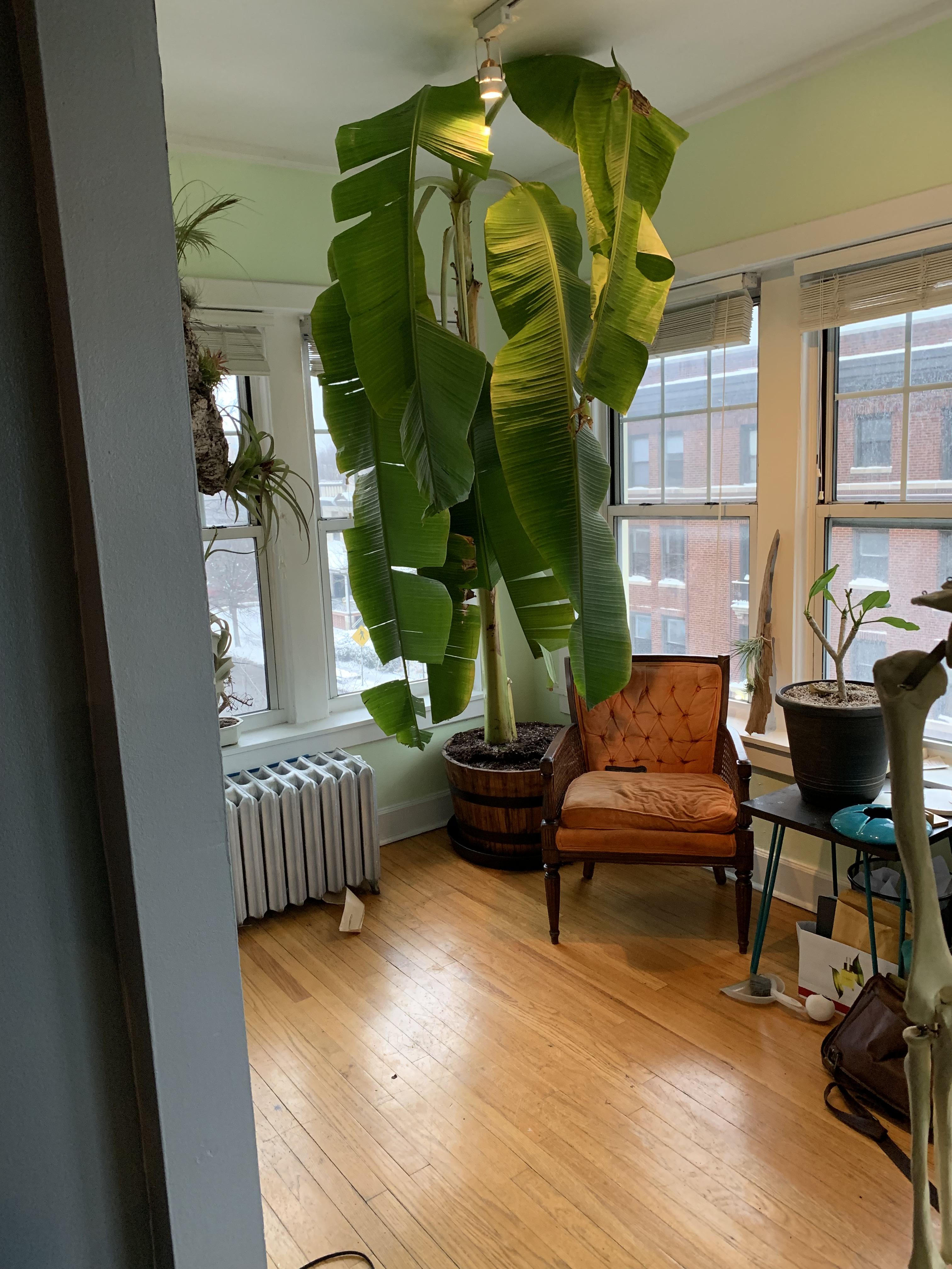 Help with a banana tree!? Does anybody know of a conservatory or