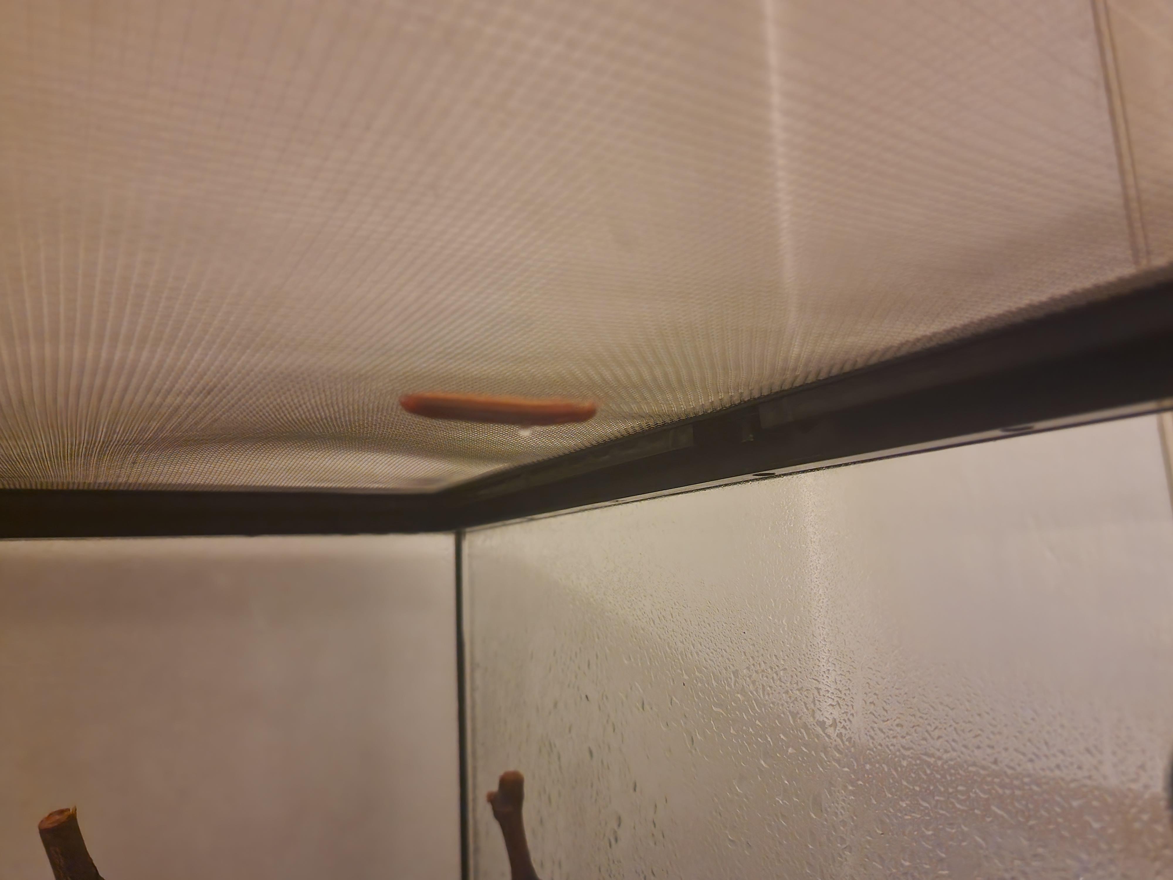 fire red millipedes can climb on glass apparently r/millipedes