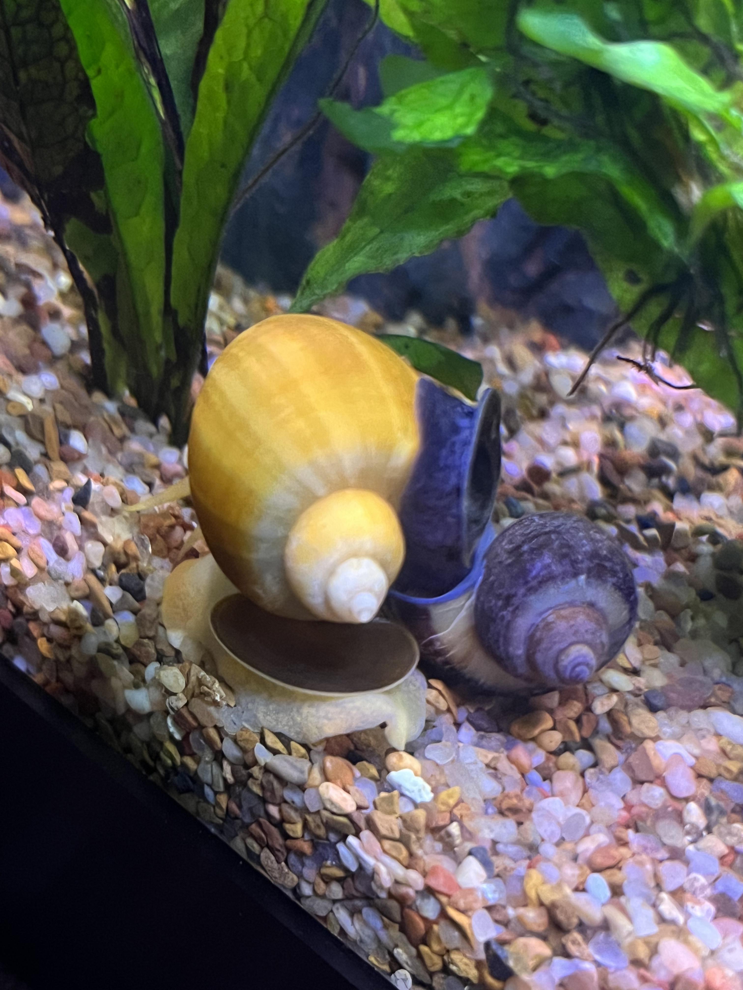 I’ve never had Mystery Snails before. Are they banging or fighting? r