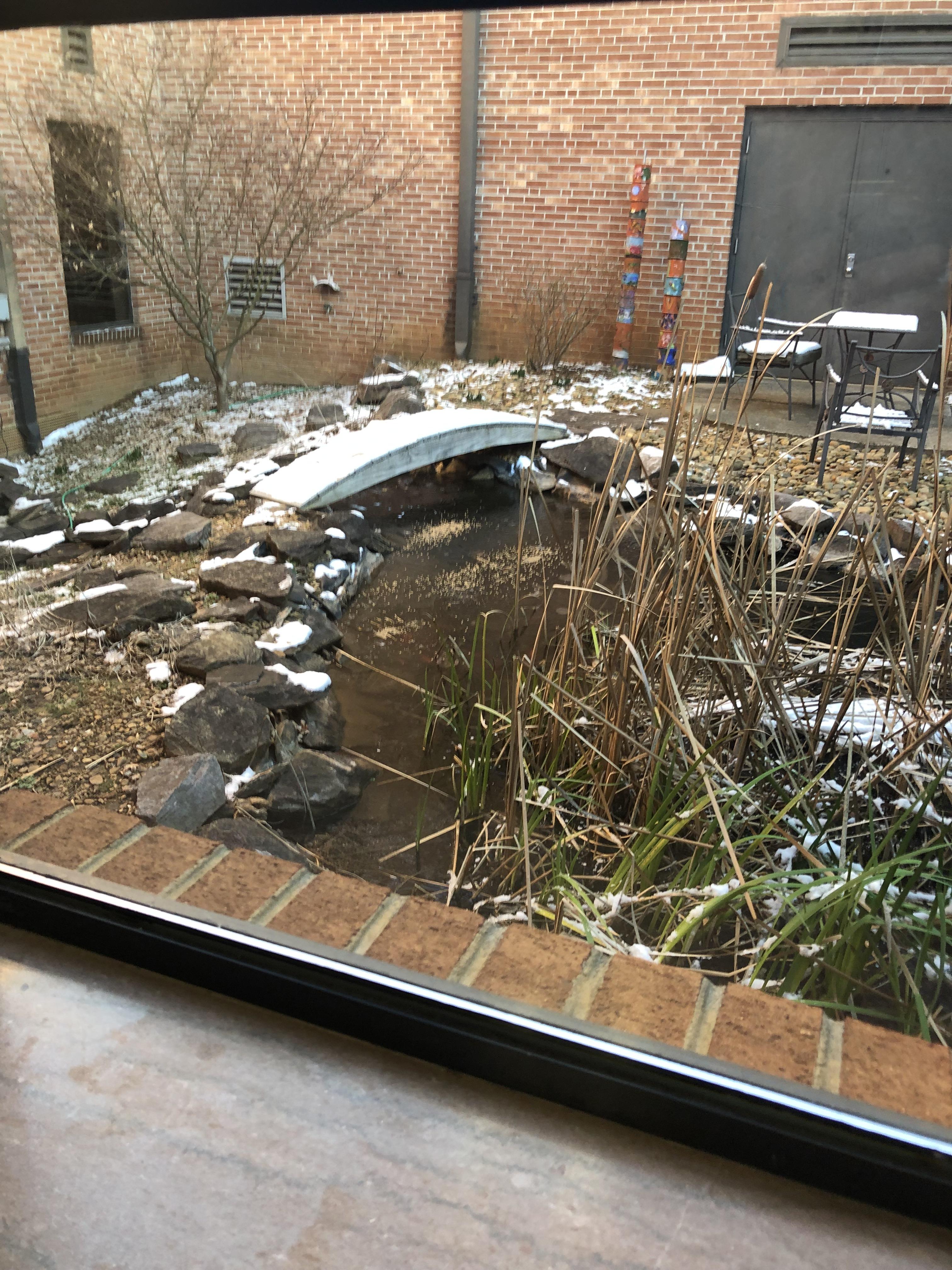 To feed the fish in my school's koi pond in sub freezing weather. r