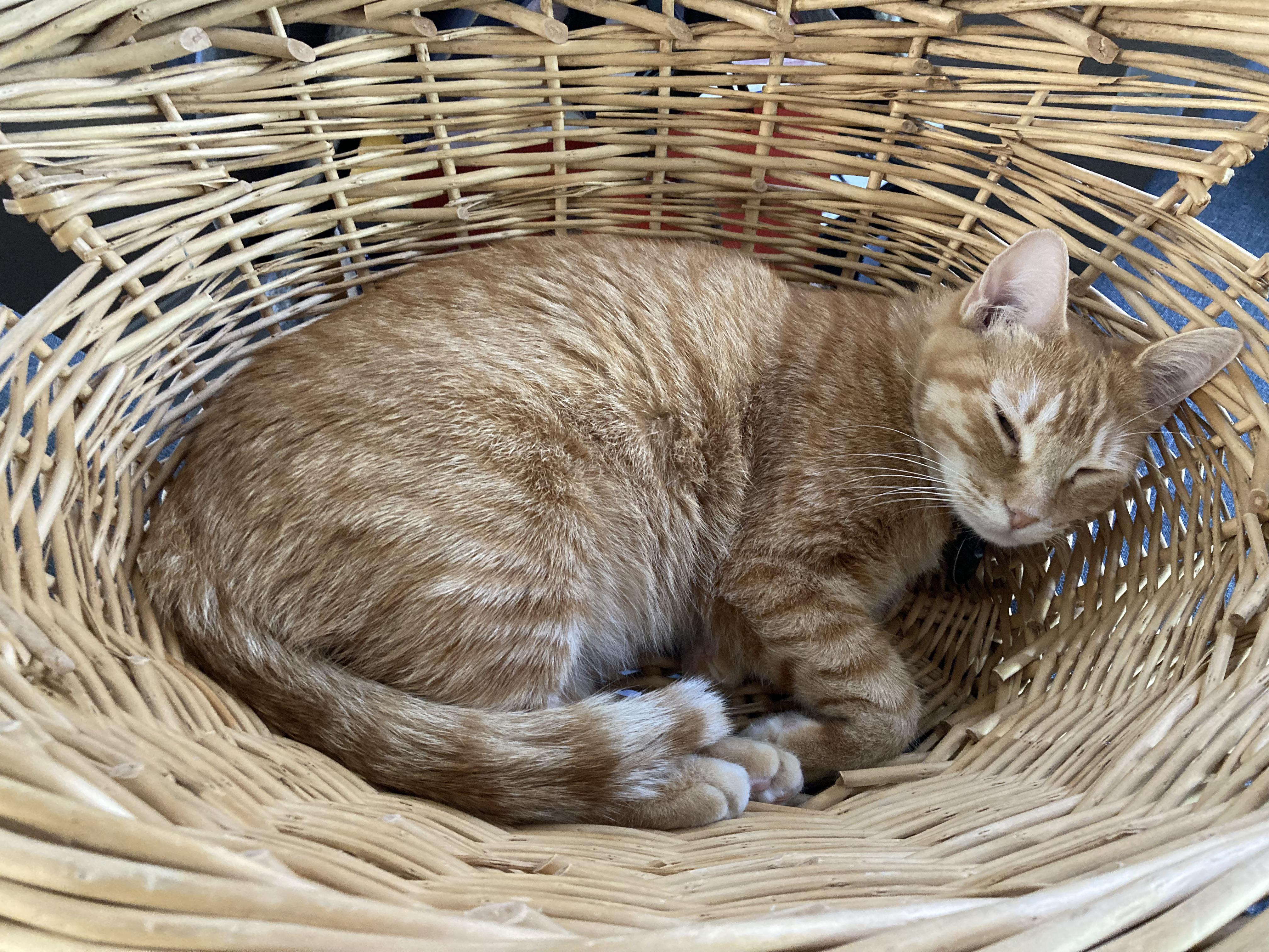 (OC) my cat sleeping in a basket r/MadeMeSmile
