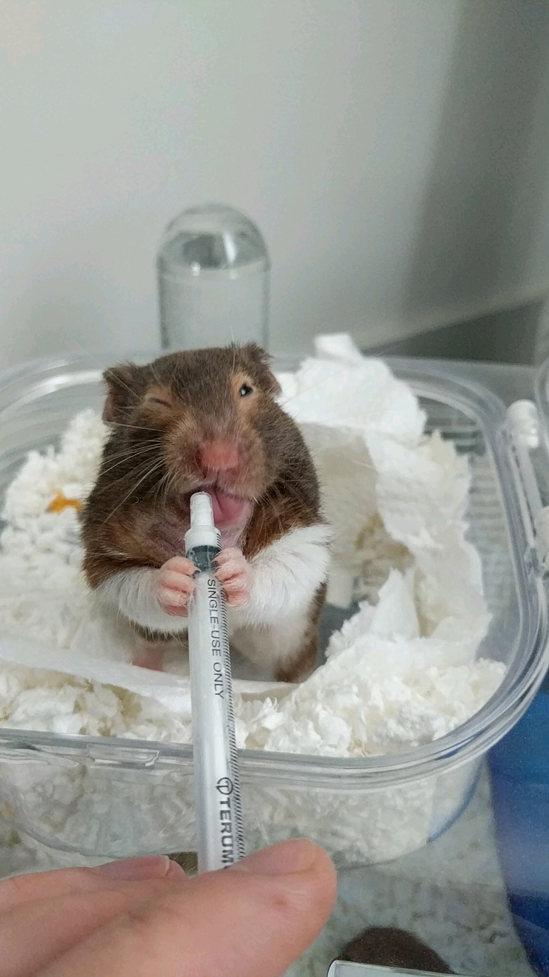 Jude the Hamster taking his Medicine r/aww