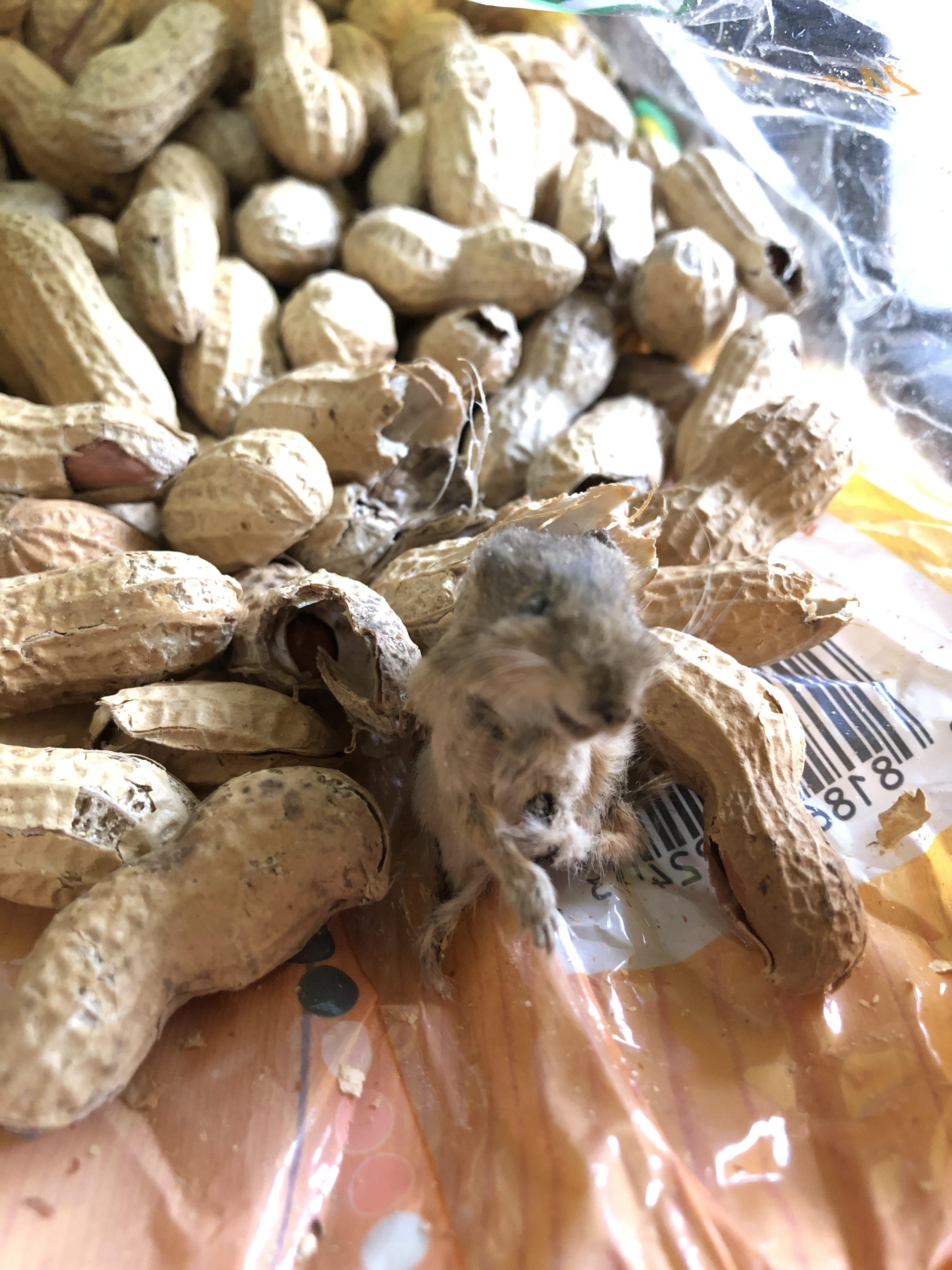 Dead mouse in bag of peanuts r/nuts