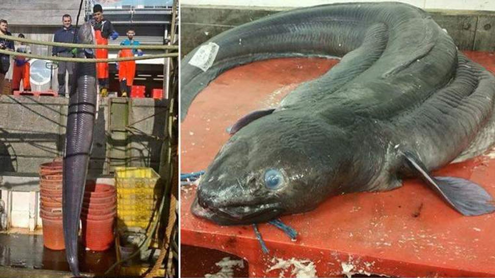 Largest eel ever caught. It was a 59kg Conger Eel found in nets off the coast of Iceland r
