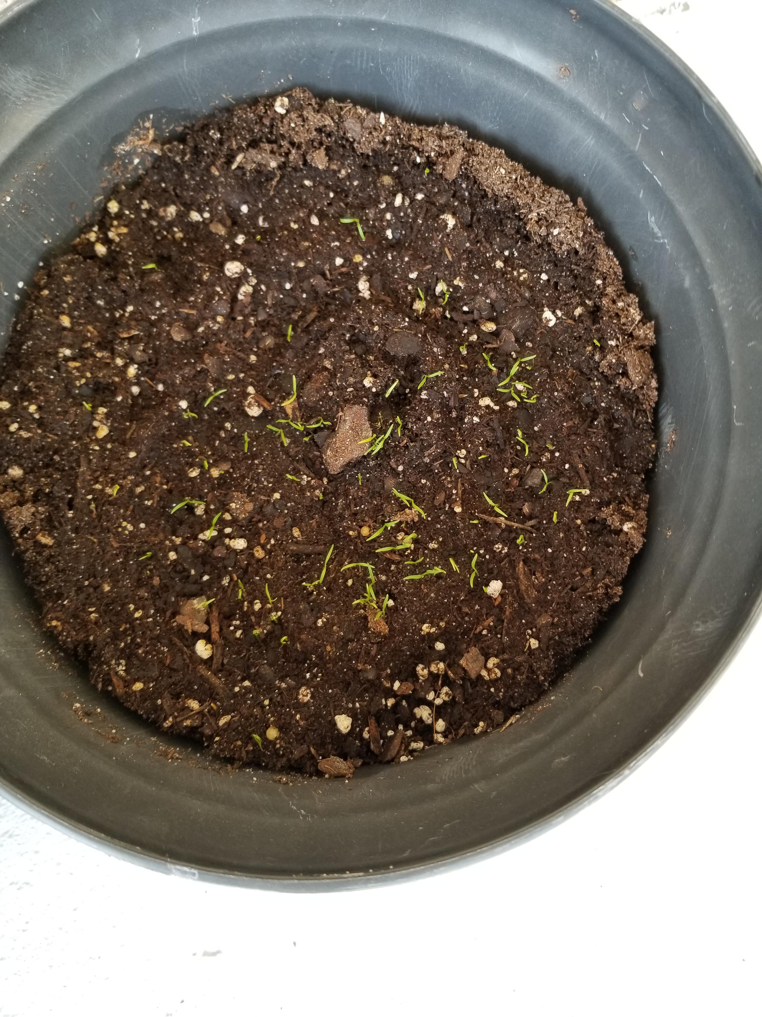 When is the best time to start thinning carrots? Zone 9A (more in