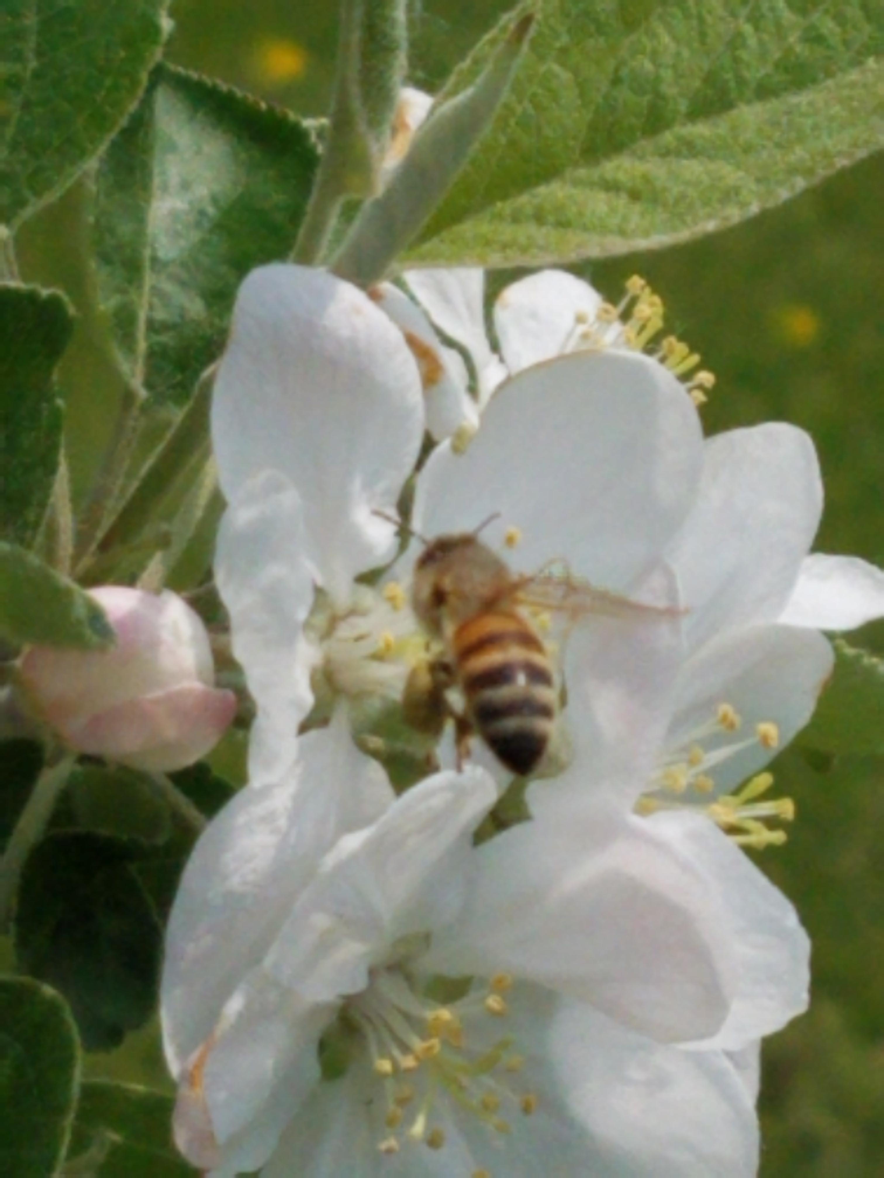 Pollinating apple tree r/photographs
