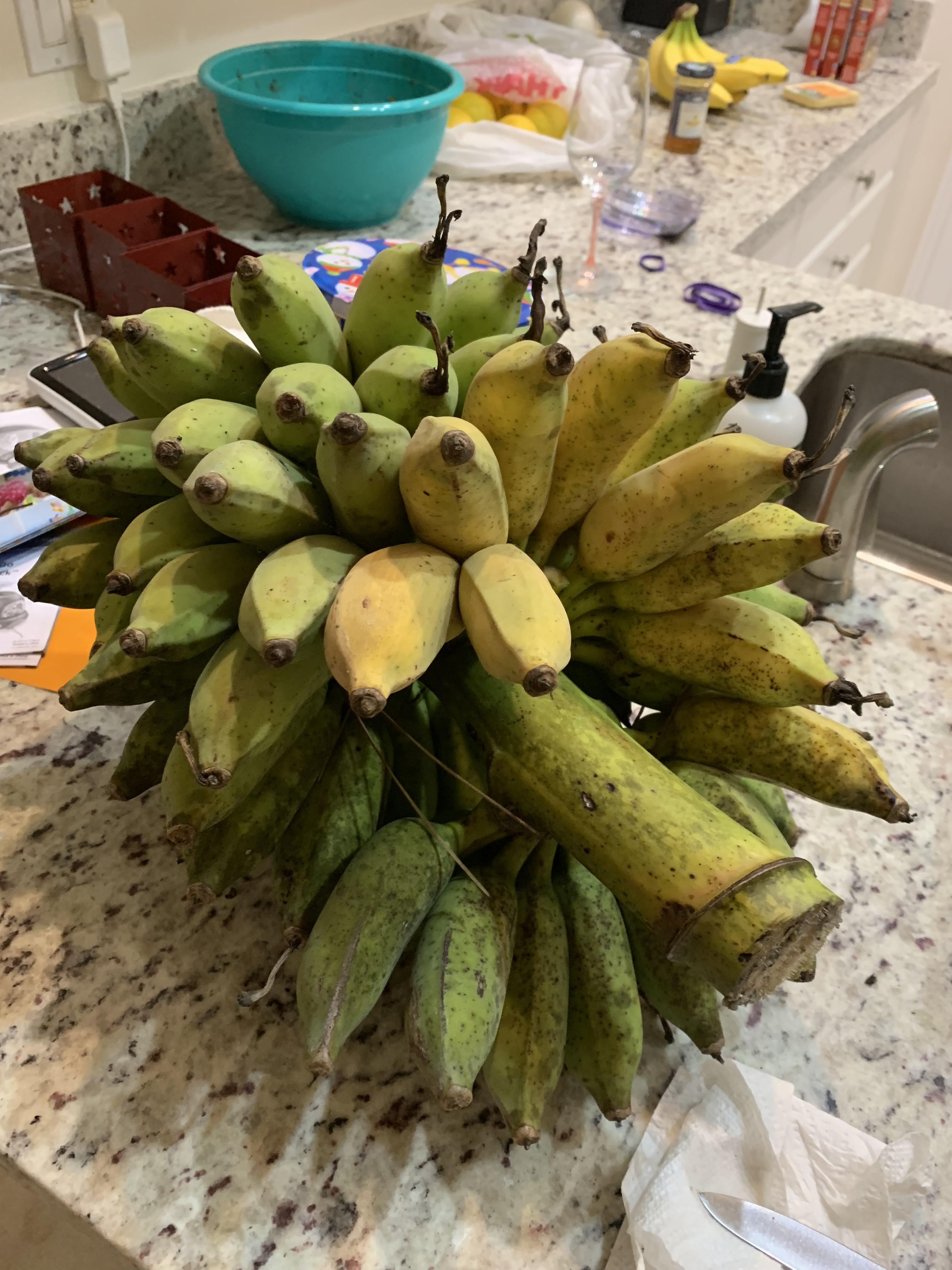 Home grown bananas Fl r/fruit