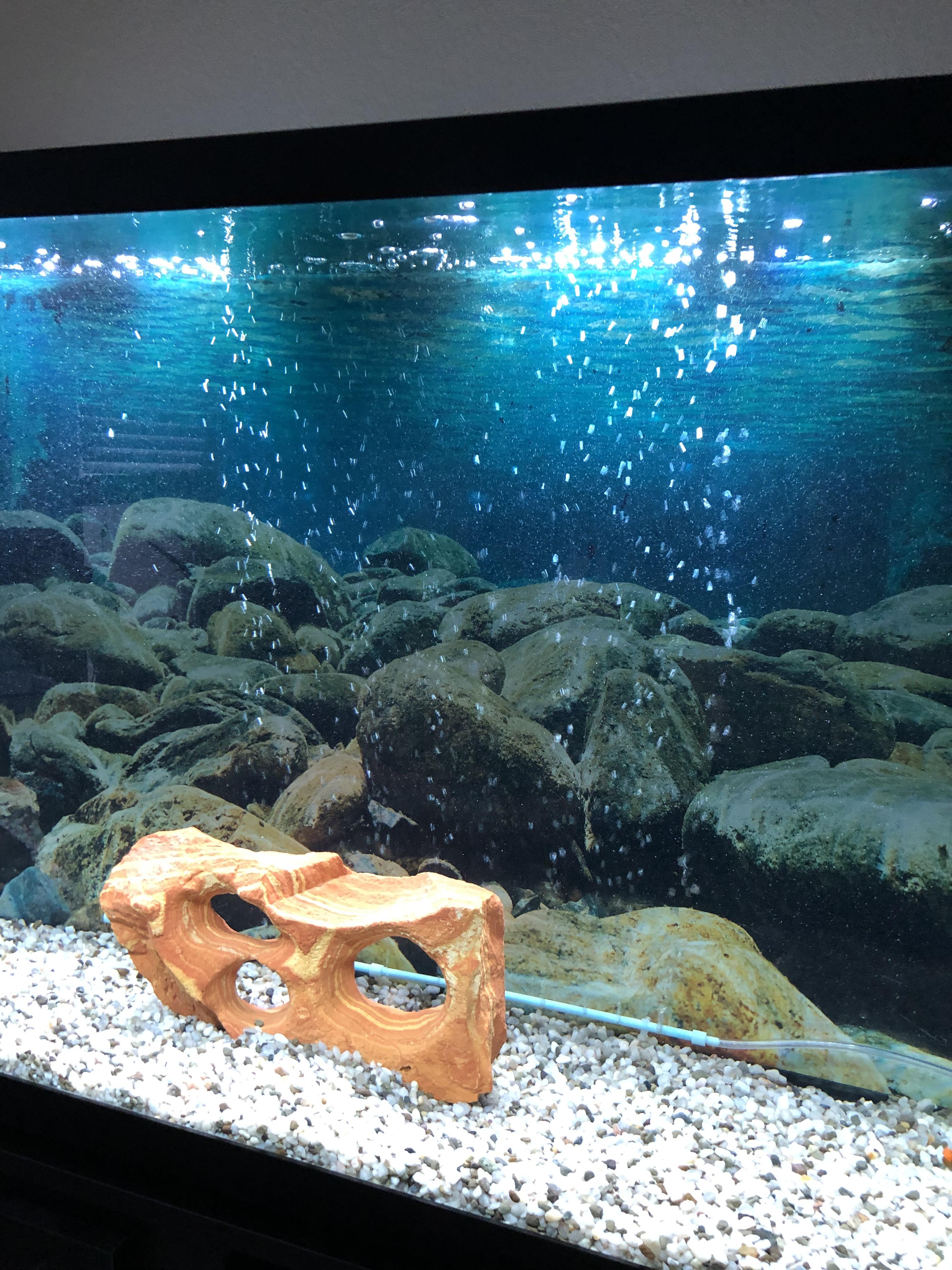 Not sure how I feel about this bubble wall but I’m hoping the goldfish